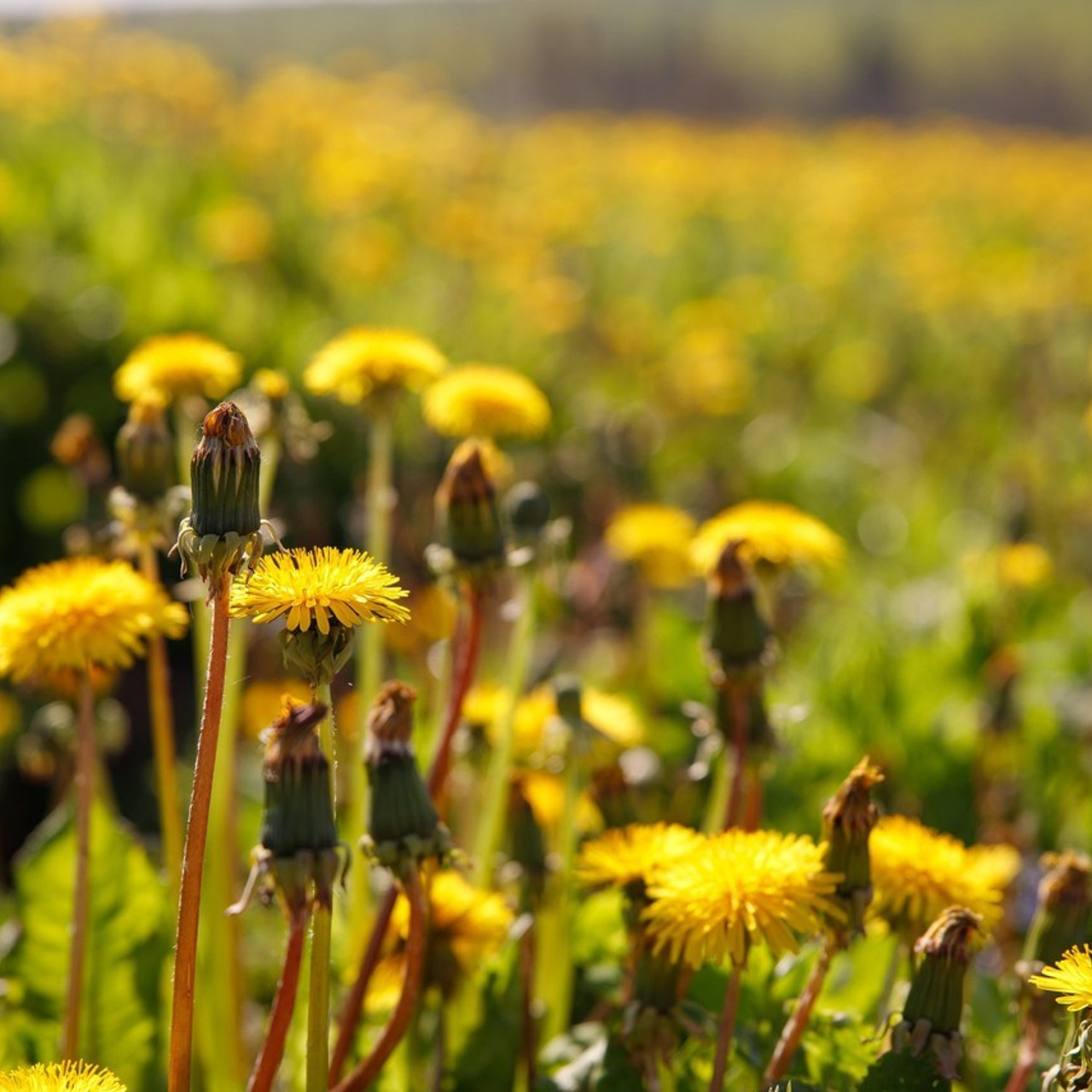 Отзывы. Елена Котлярова фотограф г. Сергиев Посад