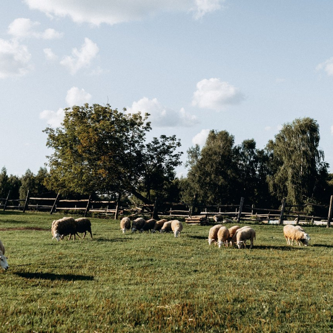 Отзывы. Lifestyle фотограф в Жодино Ника Хруцкая