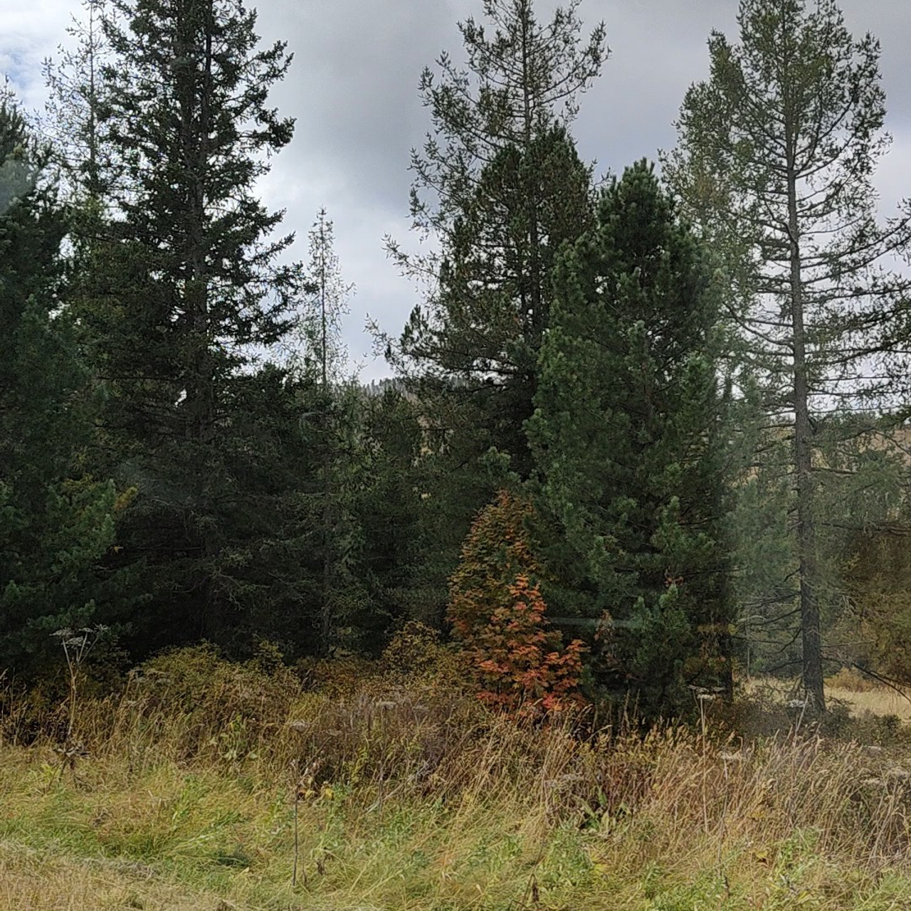 Чике-Таман и встреча с Катунью. Фотограф-документалист Мария Осокина