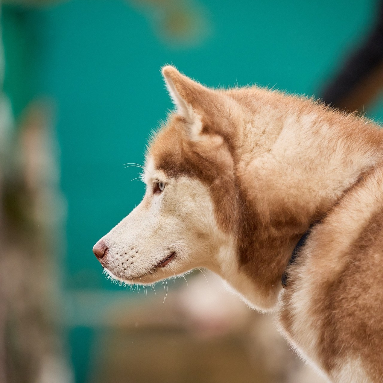 Отзывы. Фотограф в Красноярске Игорь Мейнсон