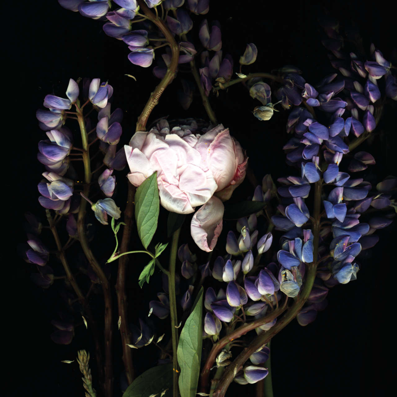 СКАНОГРАФИЯ. Soulstamina ~ graphic designer & visual artist from St.Petersburg