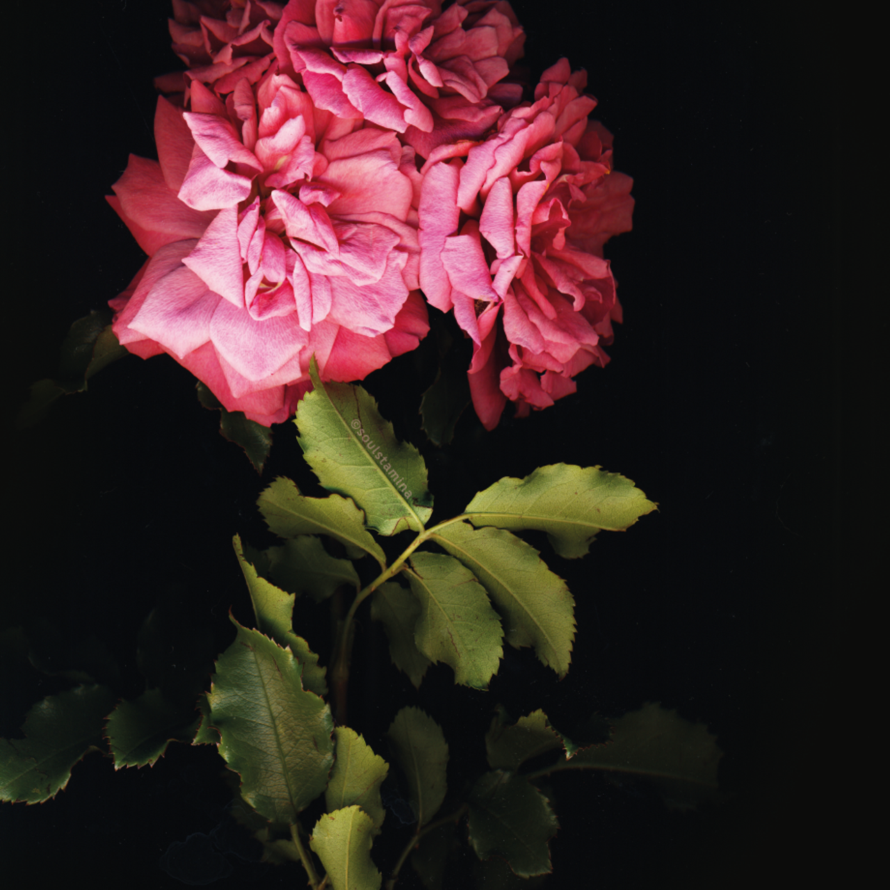 СКАНОГРАФИЯ. Soulstamina ~ graphic designer & visual artist from St.Petersburg