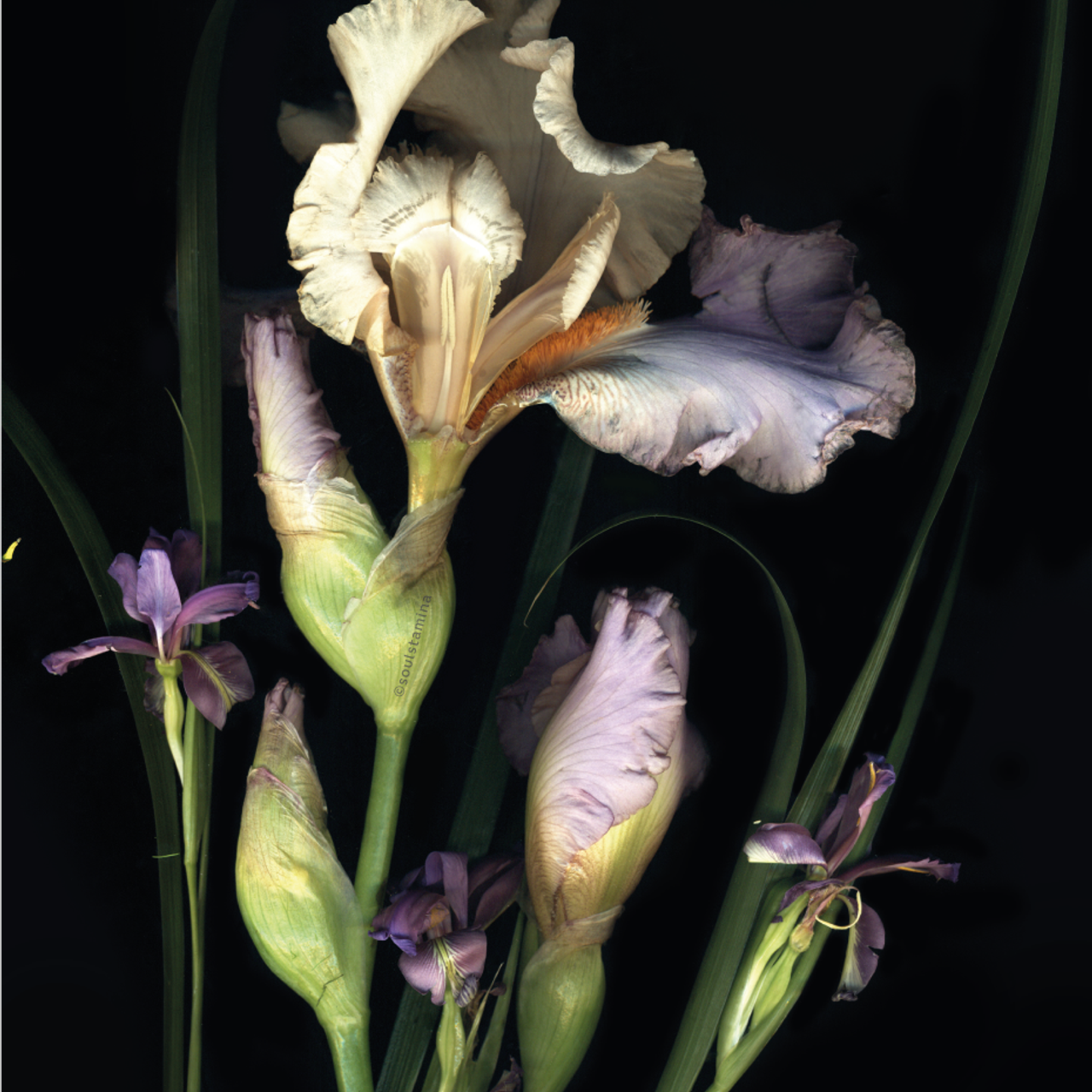 СКАНОГРАФИЯ. Soulstamina ~ graphic designer & visual artist from St.Petersburg