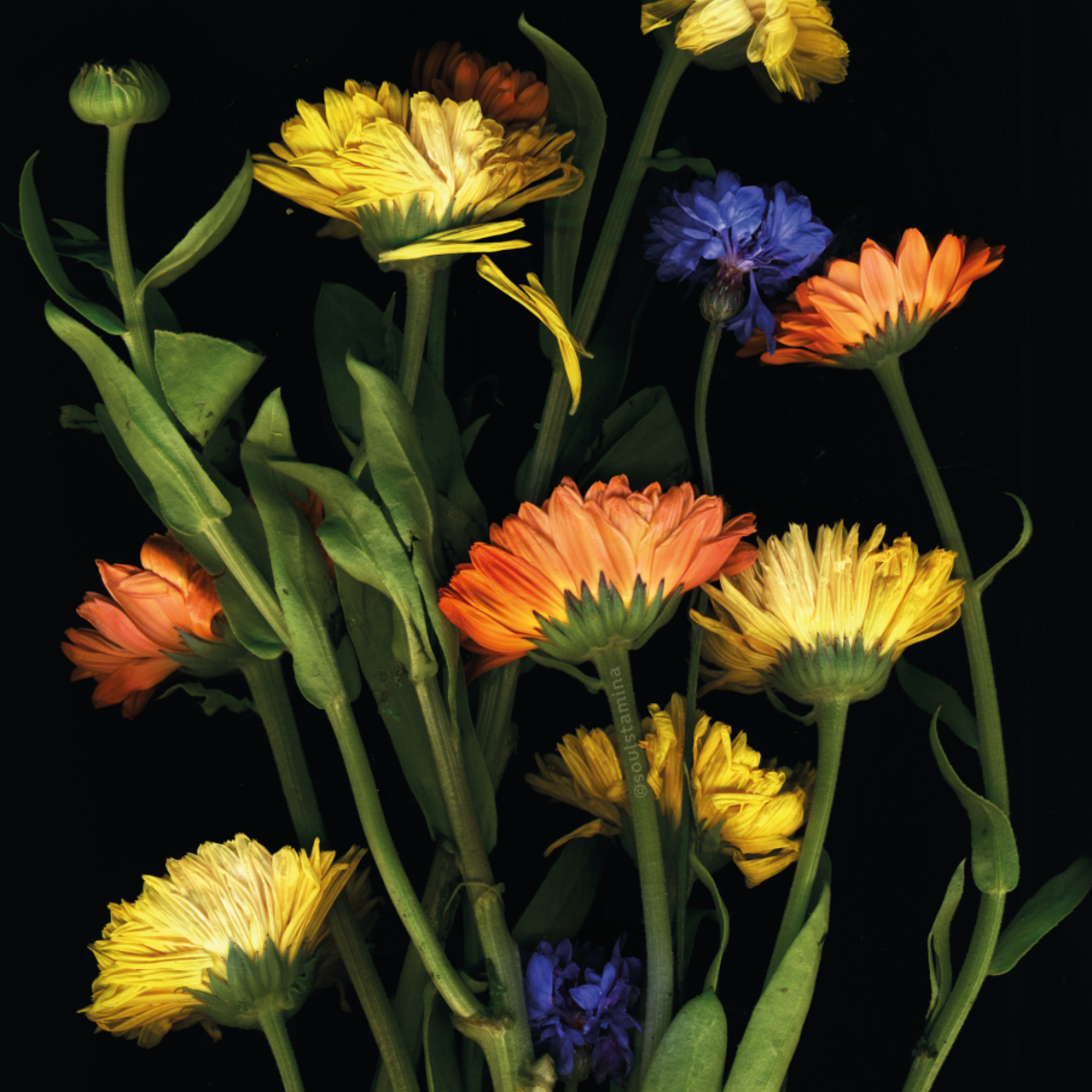 СКАНОГРАФИЯ. Soulstamina ~ graphic designer & visual artist from St.Petersburg