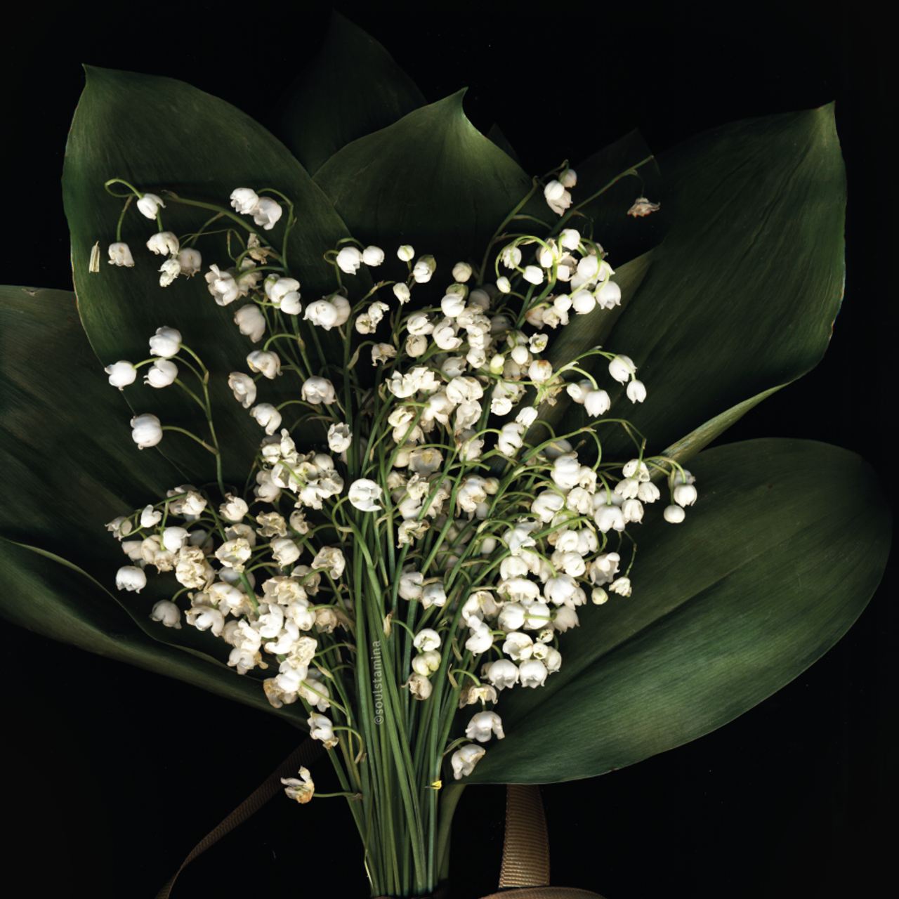 СКАНОГРАФИЯ. Soulstamina ~ graphic designer & visual artist from St.Petersburg