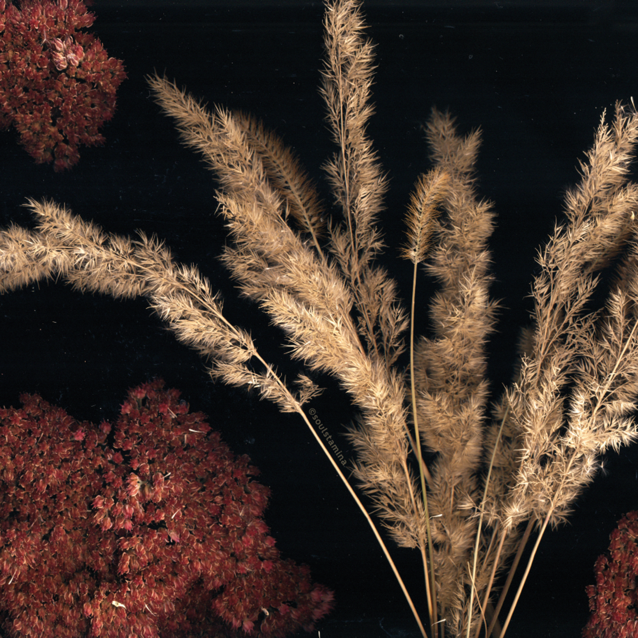 СКАНОГРАФИЯ. Soulstamina ~ graphic designer & visual artist from St.Petersburg