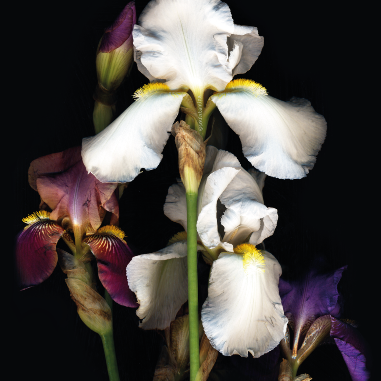 СКАНОГРАФИЯ. Soulstamina ~ graphic designer & visual artist from St.Petersburg