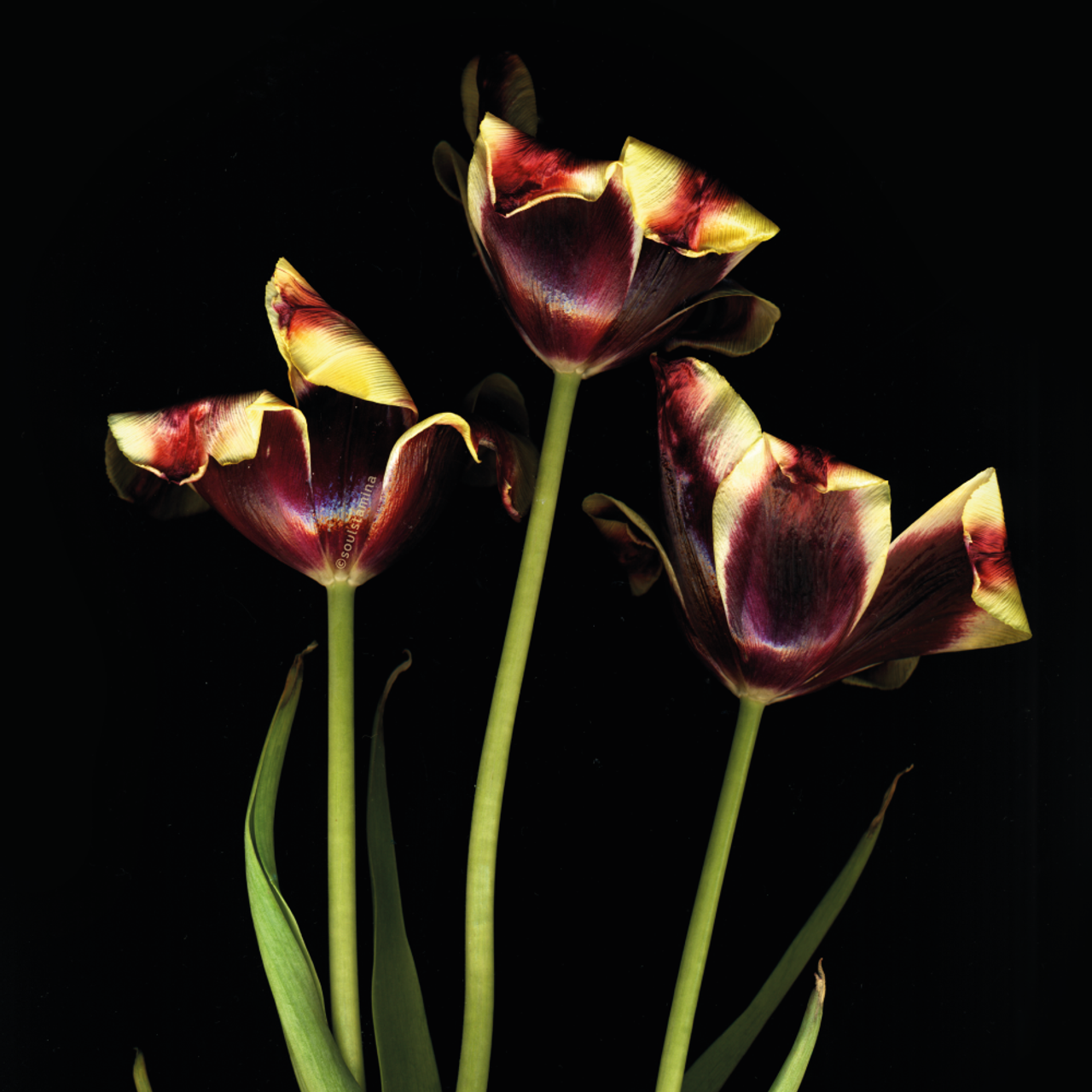 СКАНОГРАФИЯ. Soulstamina ~ graphic designer & visual artist from St.Petersburg