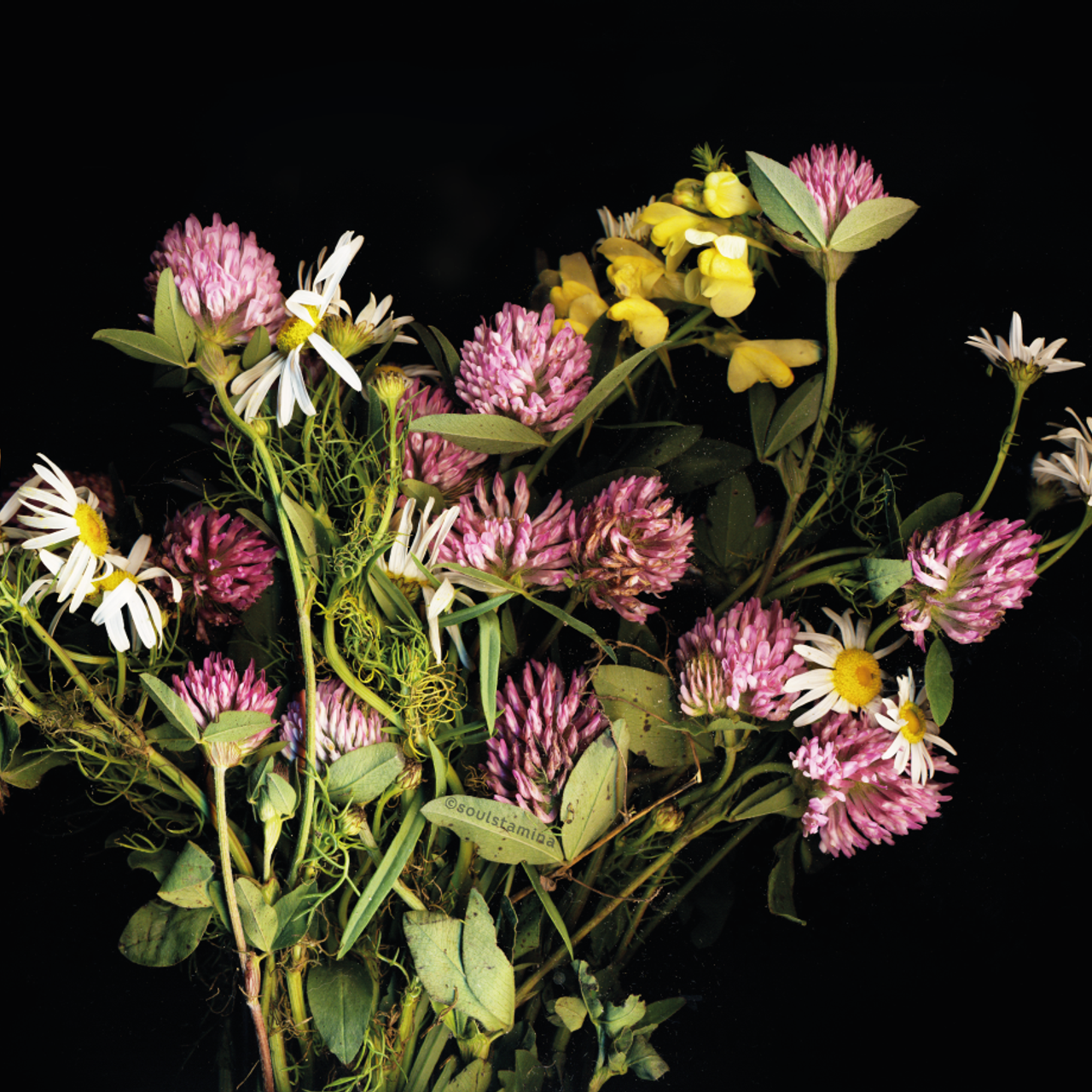 СКАНОГРАФИЯ. Soulstamina ~ graphic designer & visual artist from St.Petersburg