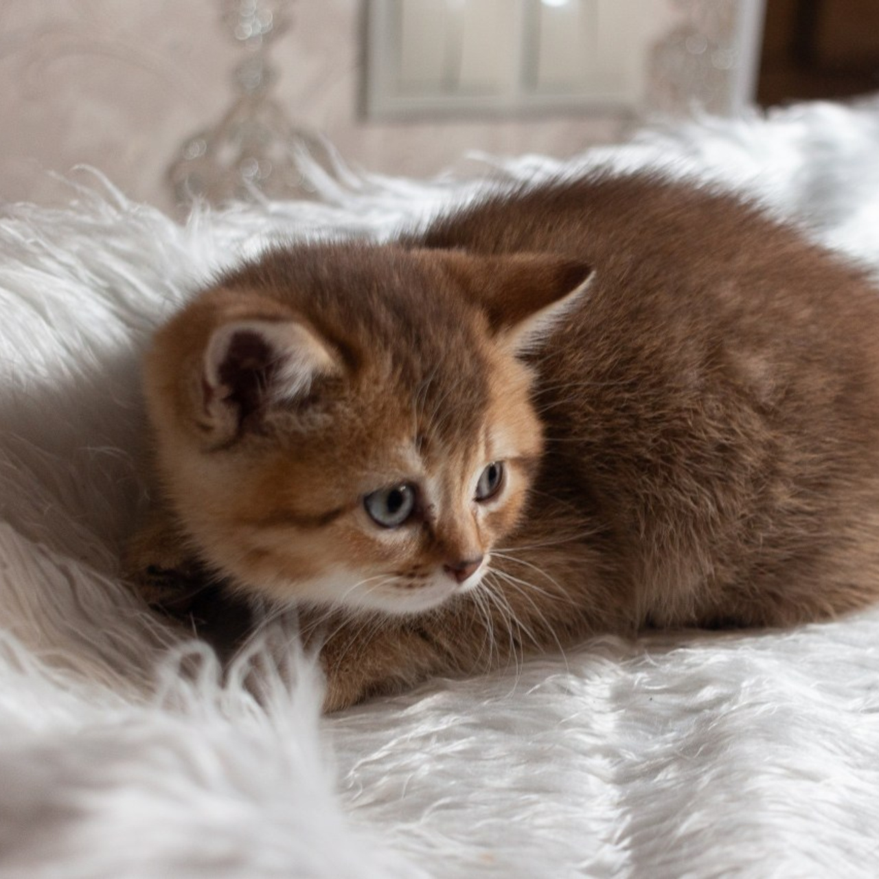 Отзывы. Фотограф новорожденных, семейный фотограф в Одинцово Ольга Генералова