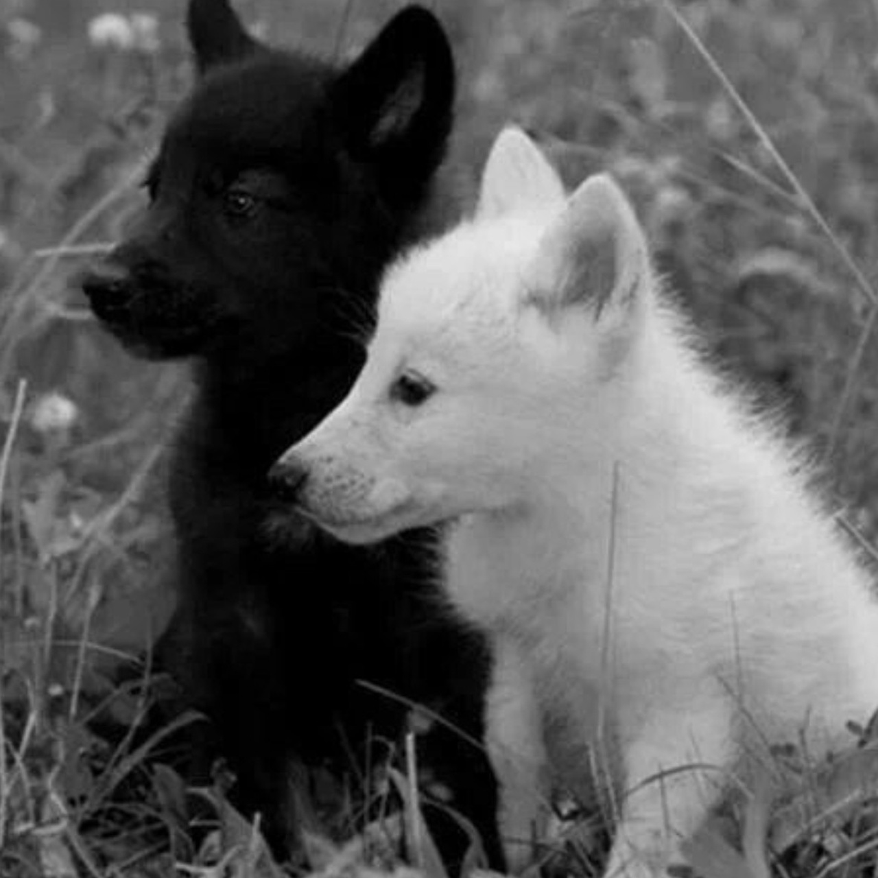 Отзывы выпускников о Фотошколе «Перспектива» и выпускных альбомах. Фотоцентр Перспектива: выпускные альбомы, фотошкола, курсы фотографии