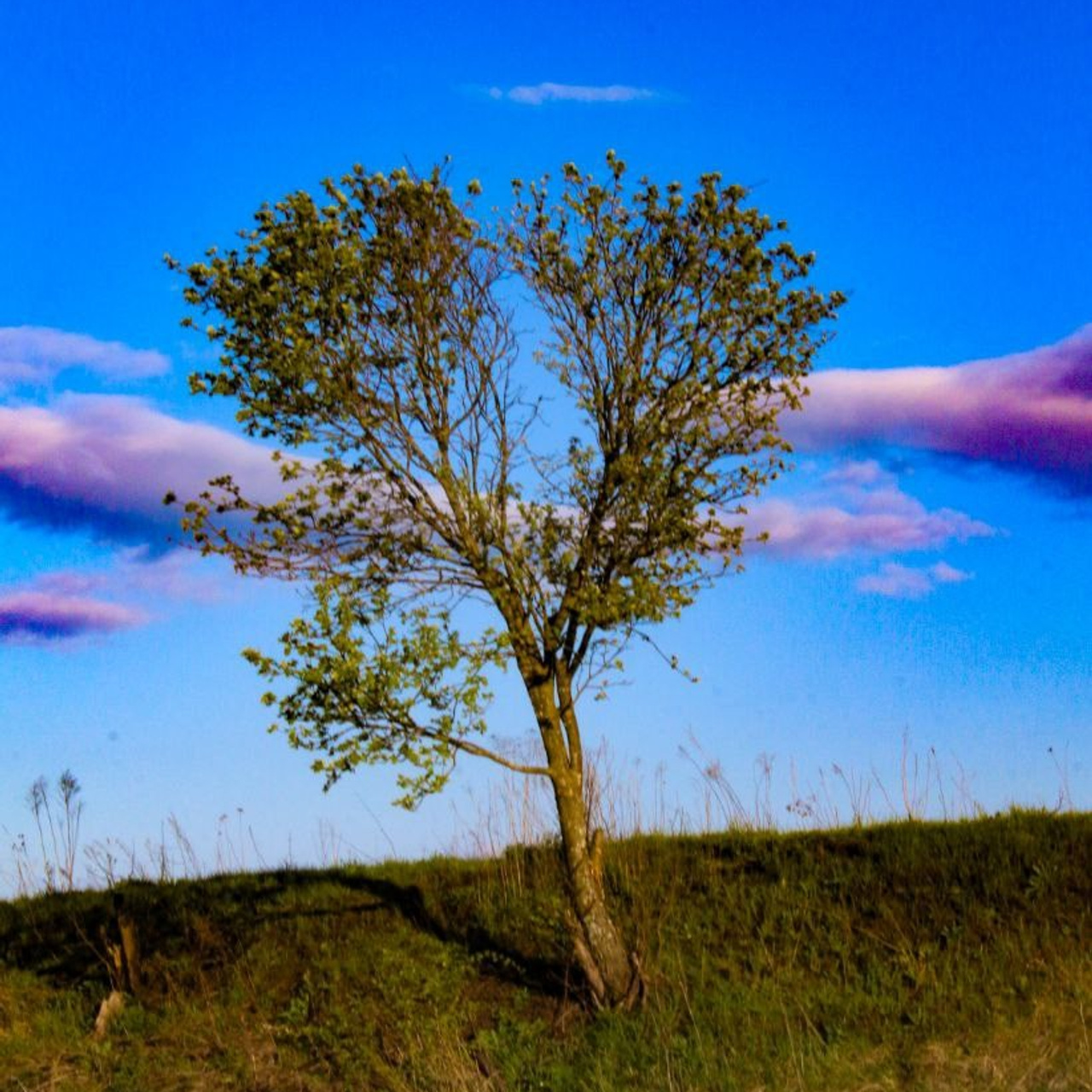 Дерево на фоне фиолетовых облаков