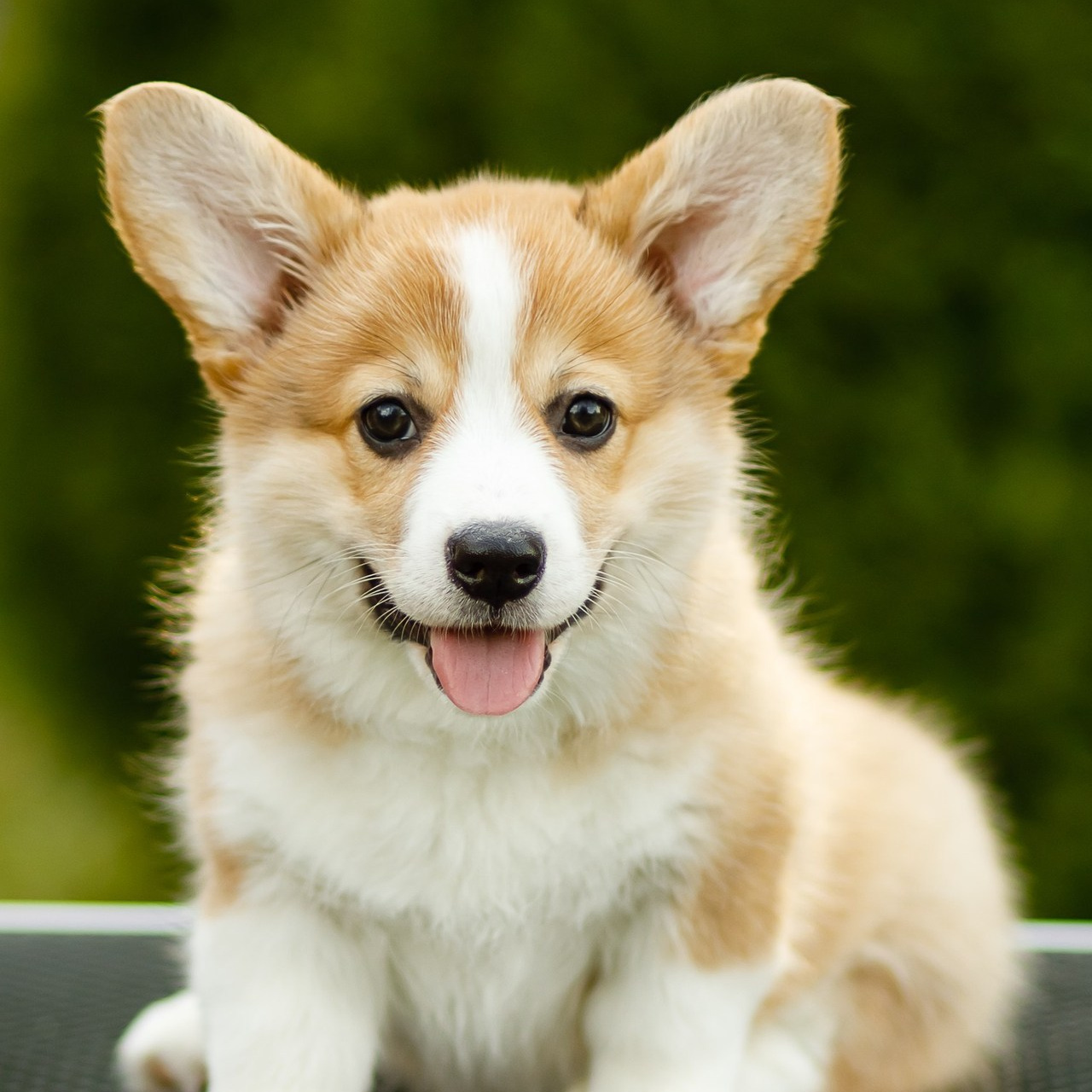 Отзывы. Алла Шевченко — продюсер — наставник