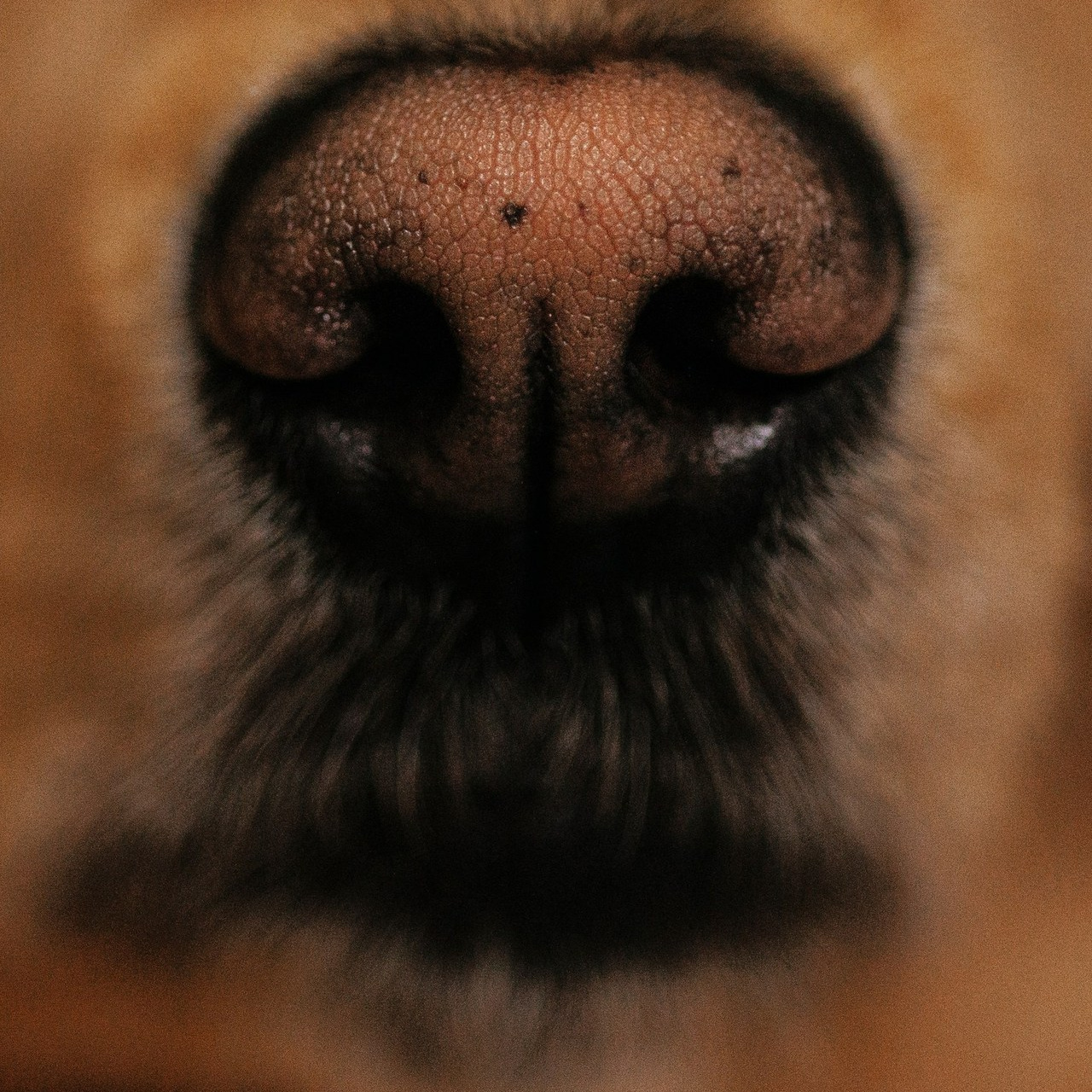 Отзывы фотограф-анималист Анастасия Белаш. Анастасия Белаш