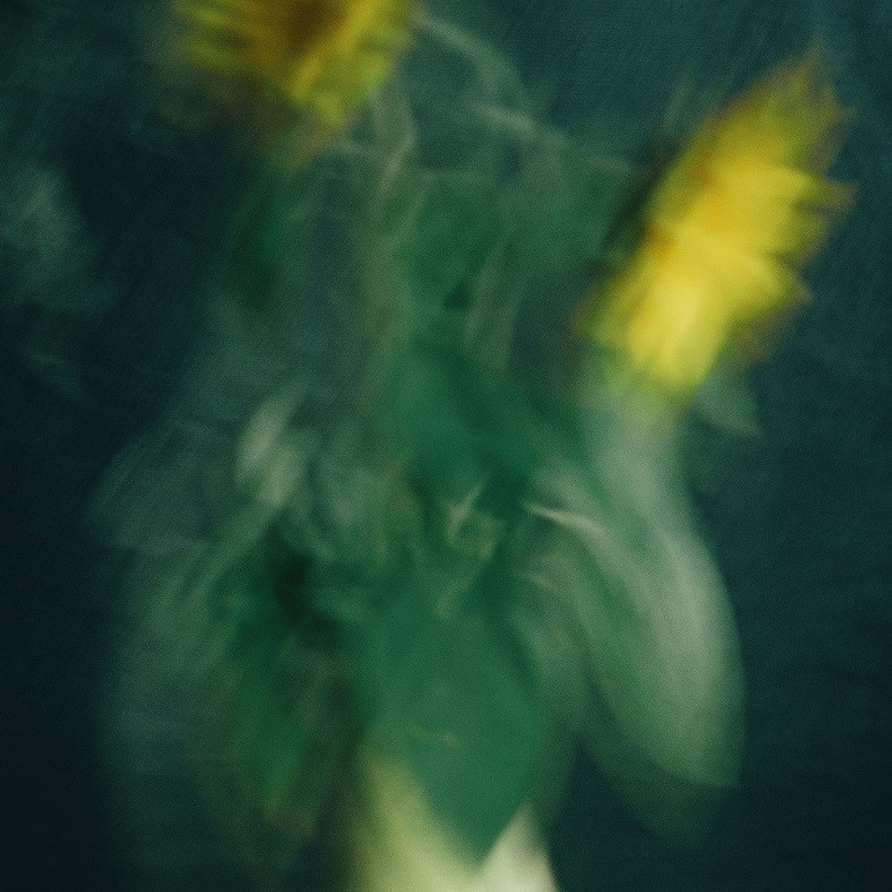 #3, серия "Подсолнухи", цифровая печать, ограниченный тираж, 2024.