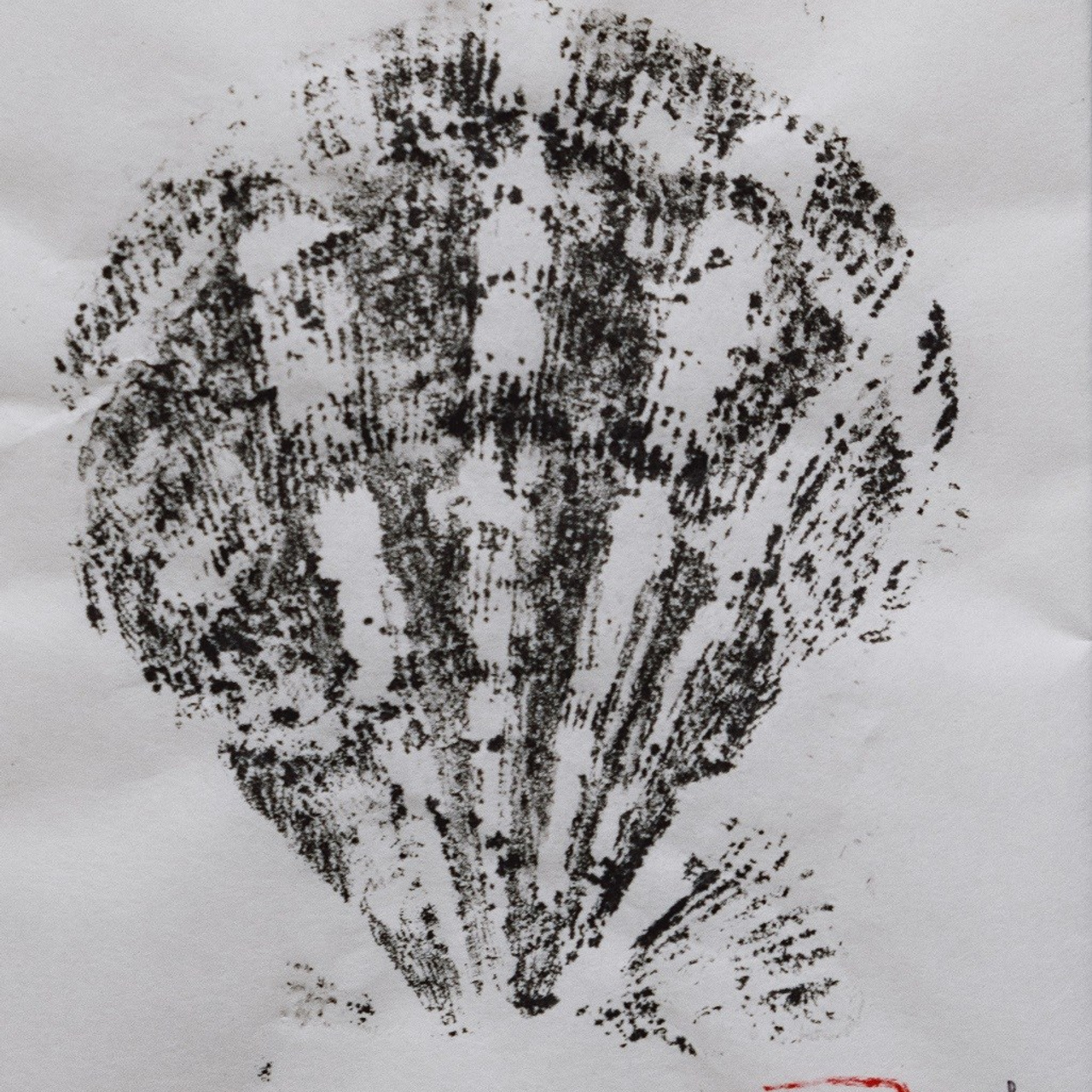 Отпечаток сахалинской ракушки (гребешок). Бумага, тушь, 15х10, 2024. (в наличии)