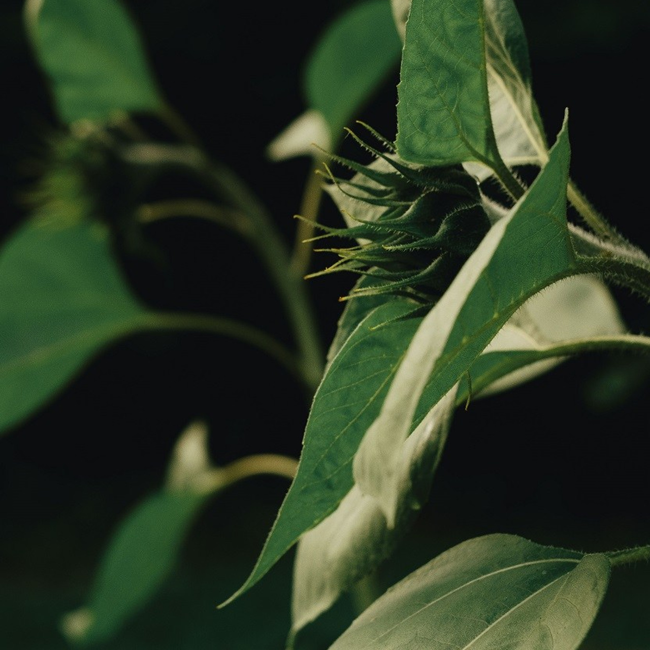 #4, серия "Подсолнухи", цифровая печать, ограниченный тираж, 2024.