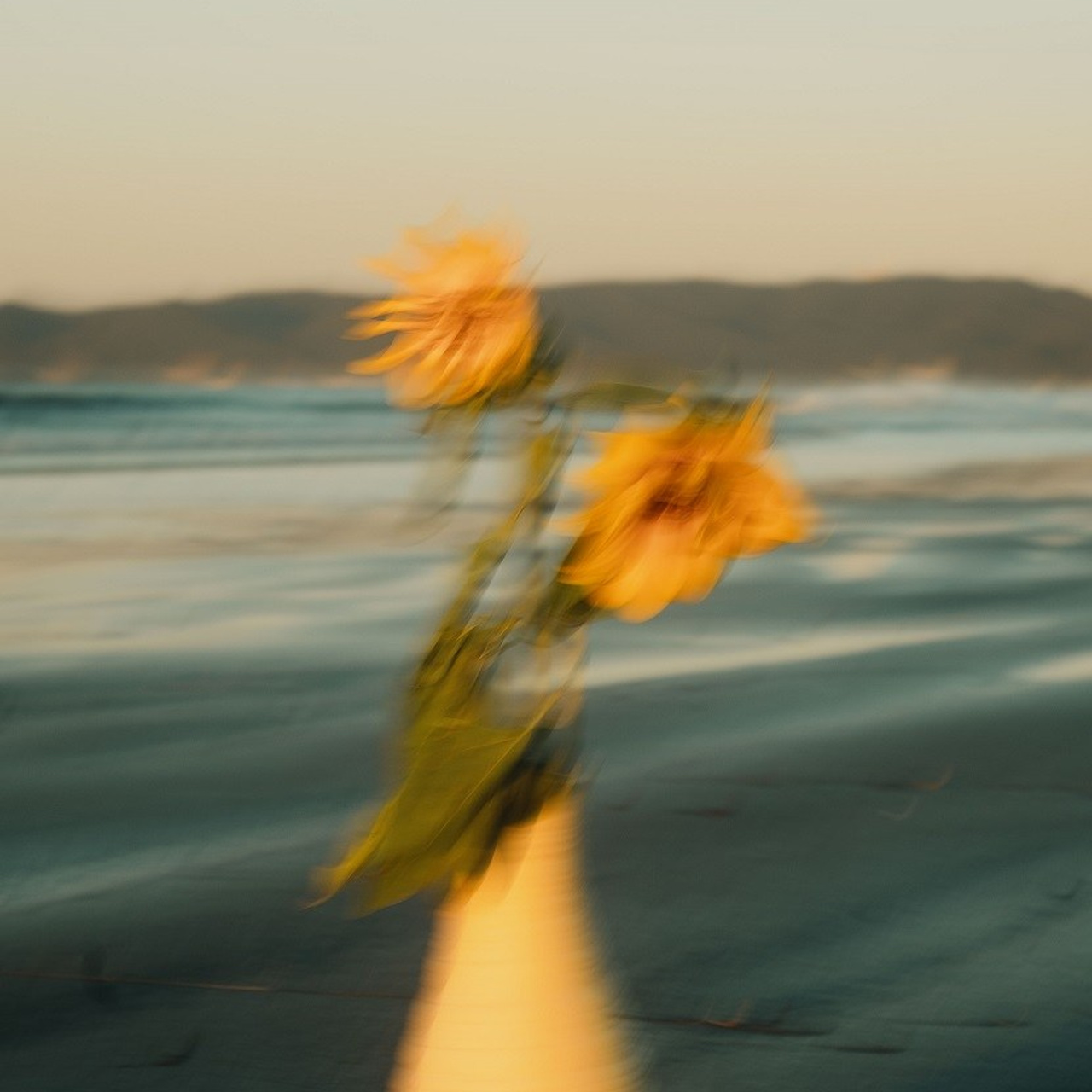 #8, серия "Подсолнухи", цифровая печать, ограниченный тираж, 2024.