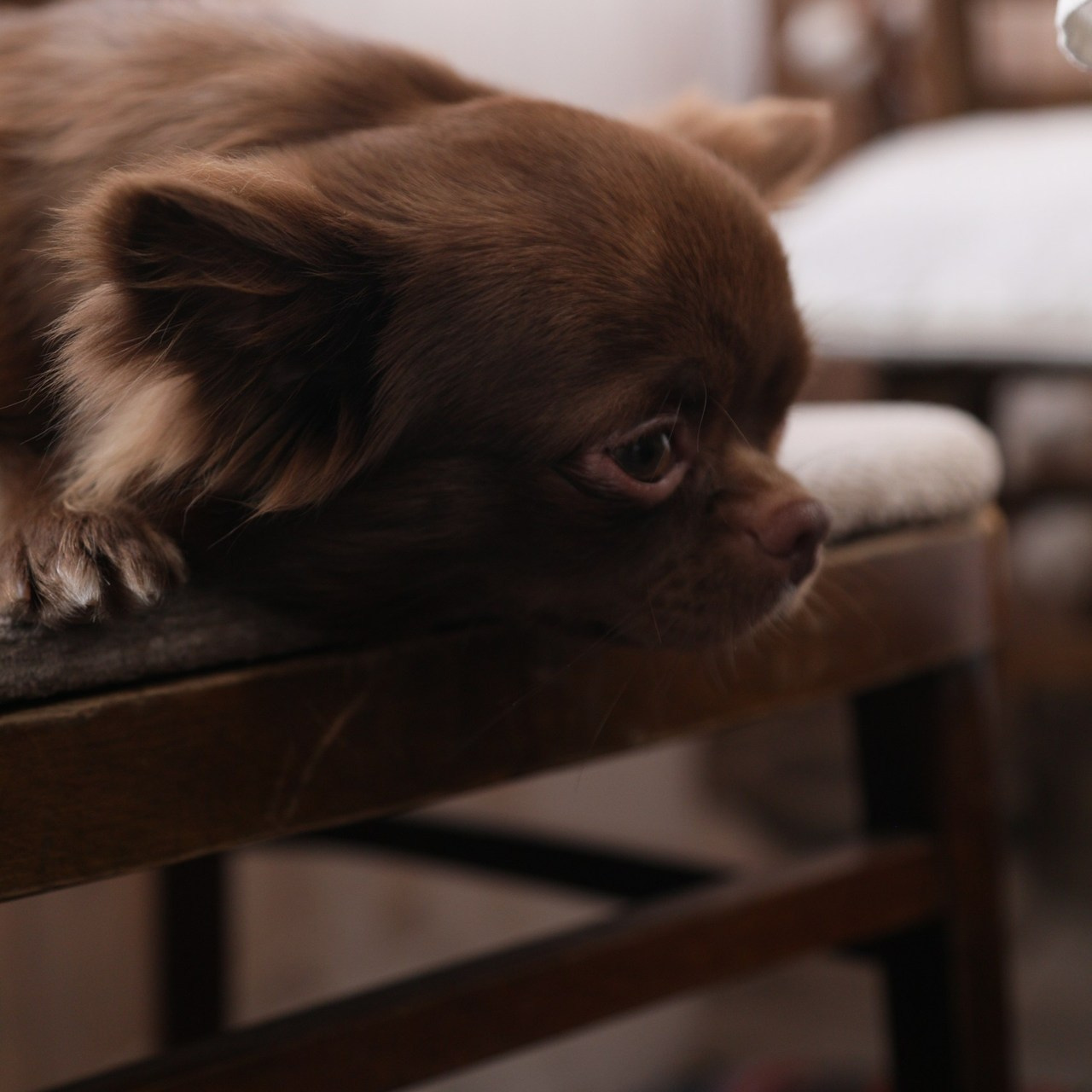Семейная фотосессия love story. Загородная фотостудия Глэмпинг в МО