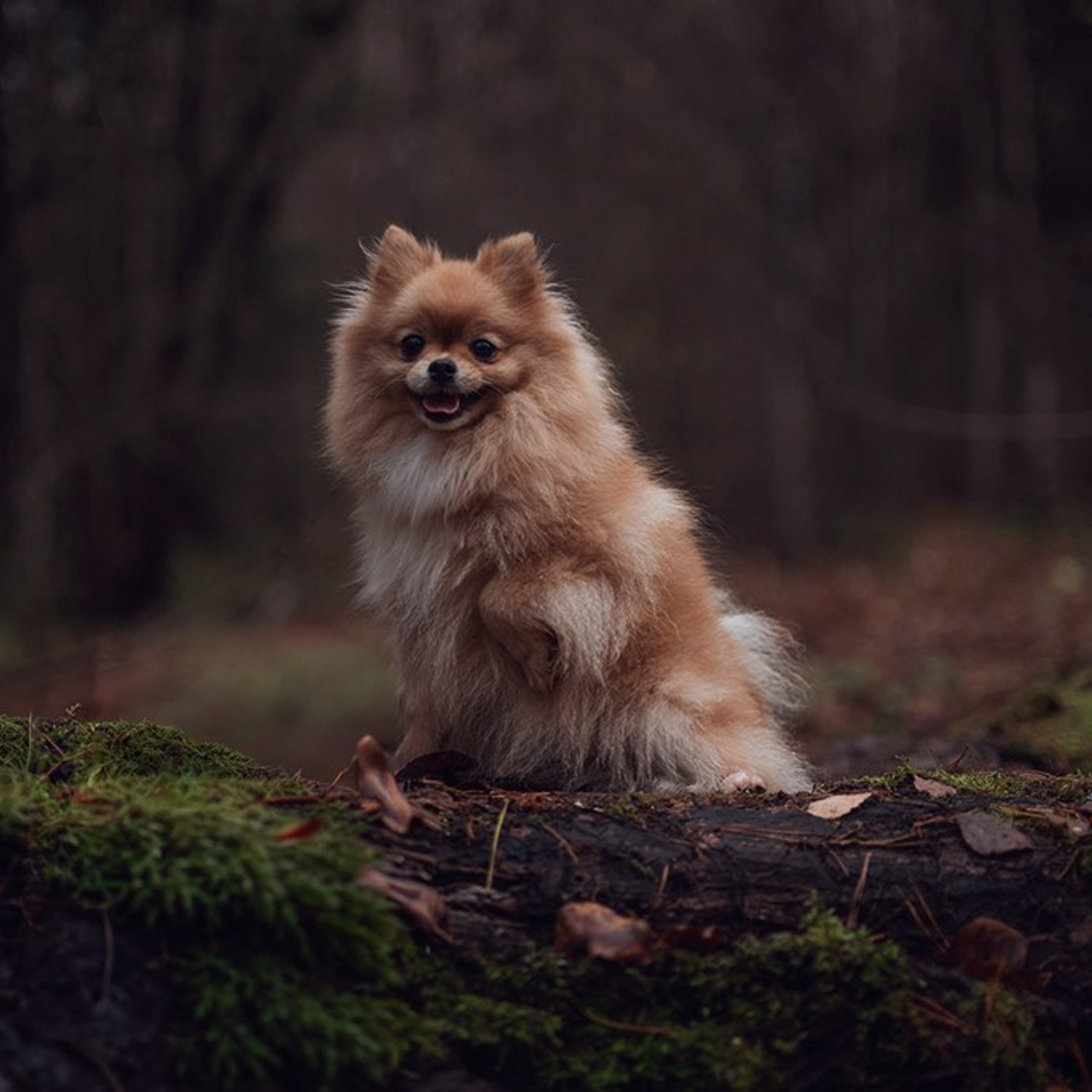 Фото с ретушью. Фотограф — анималист RISHELL PHOTO