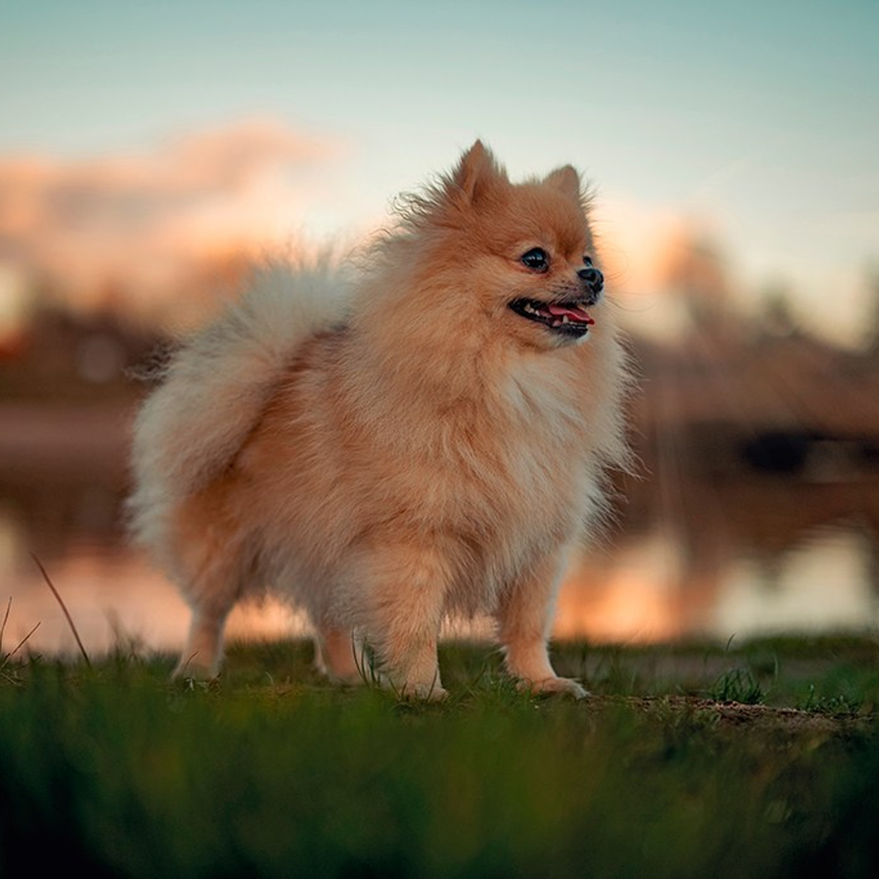 Мишель&nbsp;— р. Березина&nbsp;— Ноябрь 2025