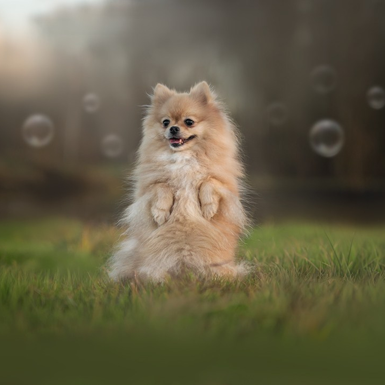 Фото с ретушью. Фотограф — анималист RISHELL PHOTO