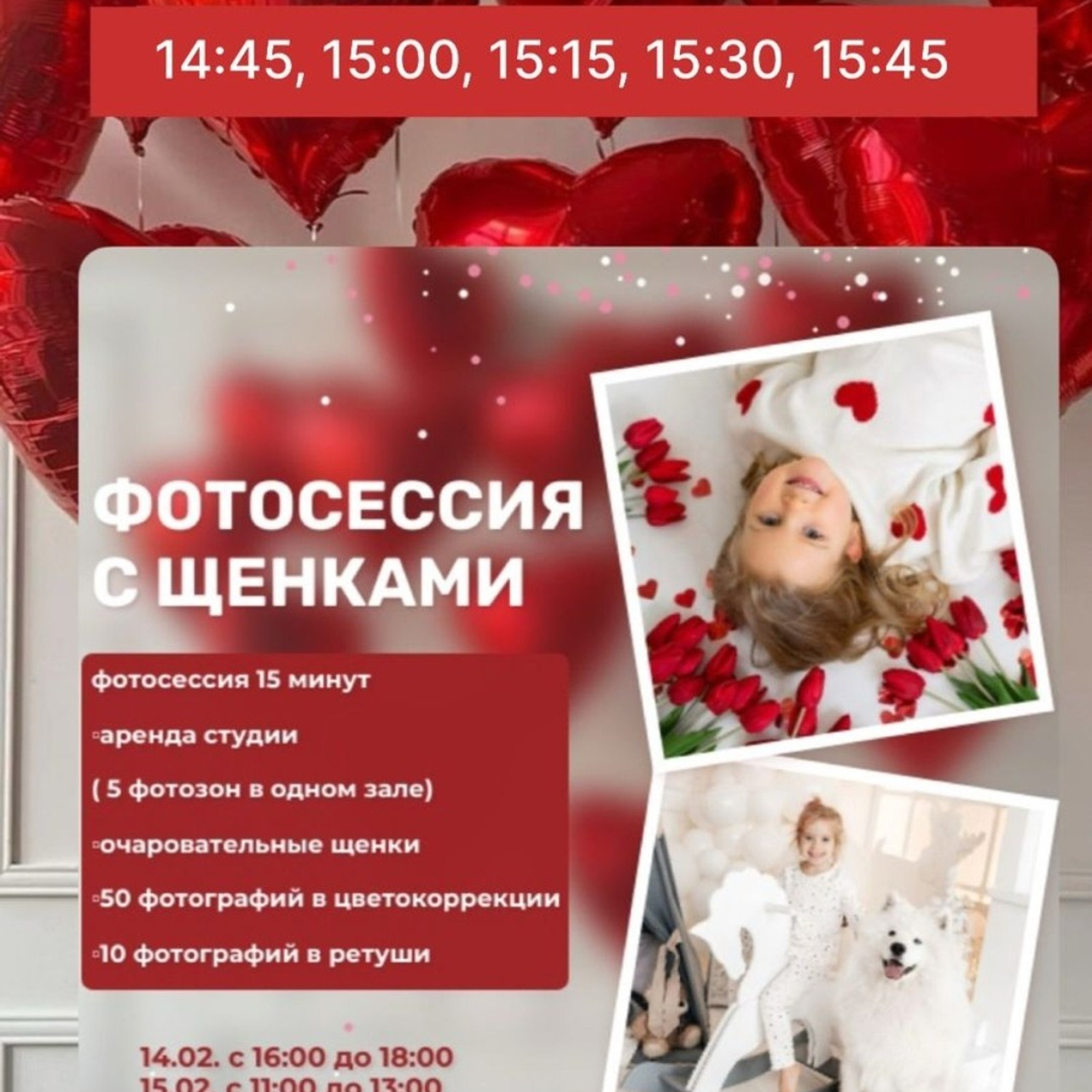 Новогодняя фотосессия. Самоед Новосибирск