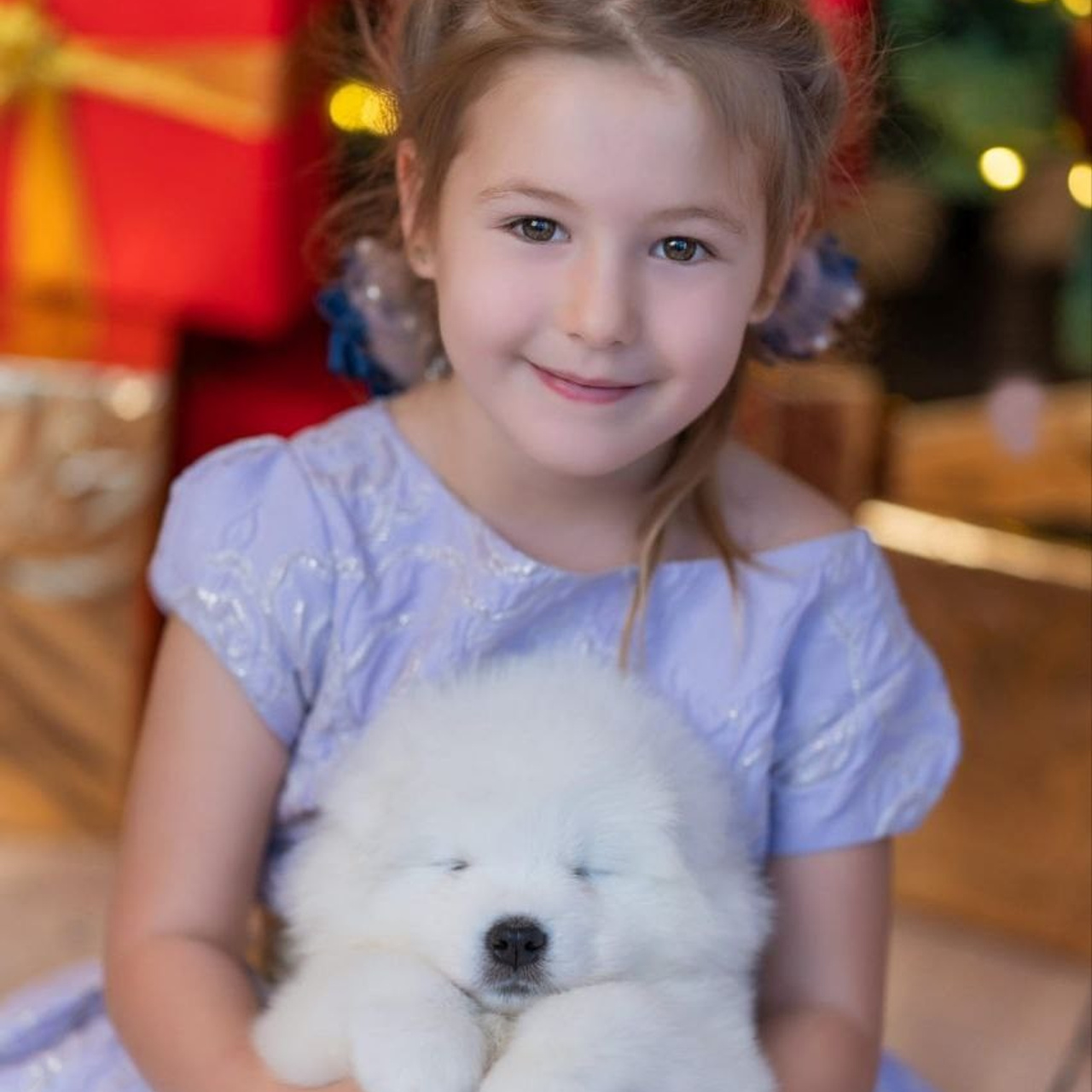 Новогодняя фотосессия. Самоед Новосибирск