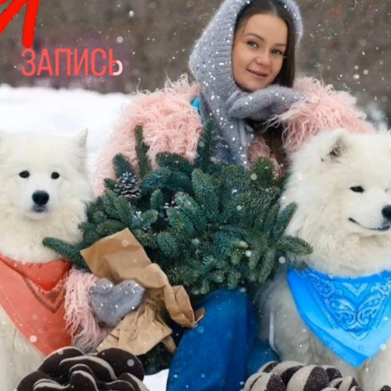 Новогодняя фотосессия. Самоед Новосибирск