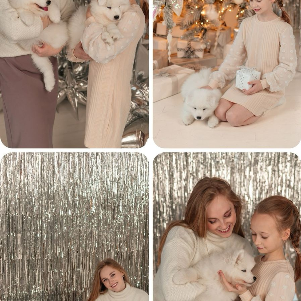 Новогодняя фотосессия. Самоед Новосибирск