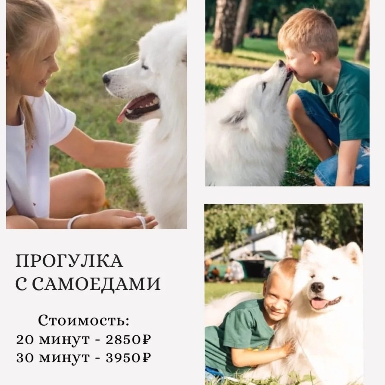 С кроликами на прогулке. Самоед Новосибирск