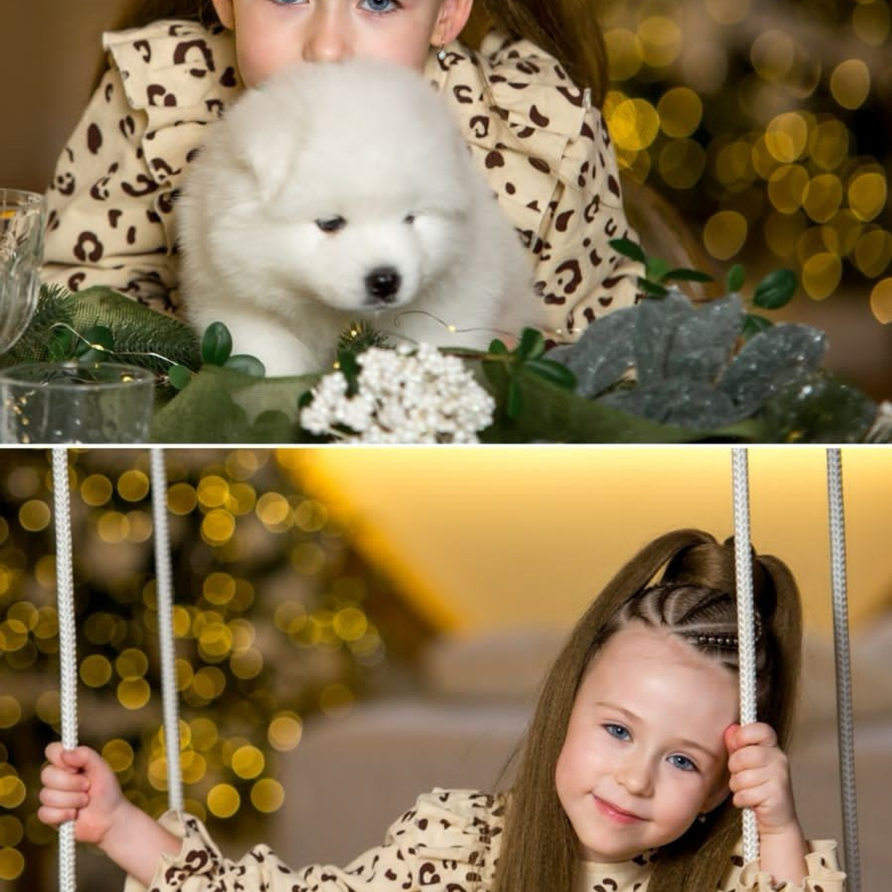 Новогодняя фотосессия. Самоед Новосибирск