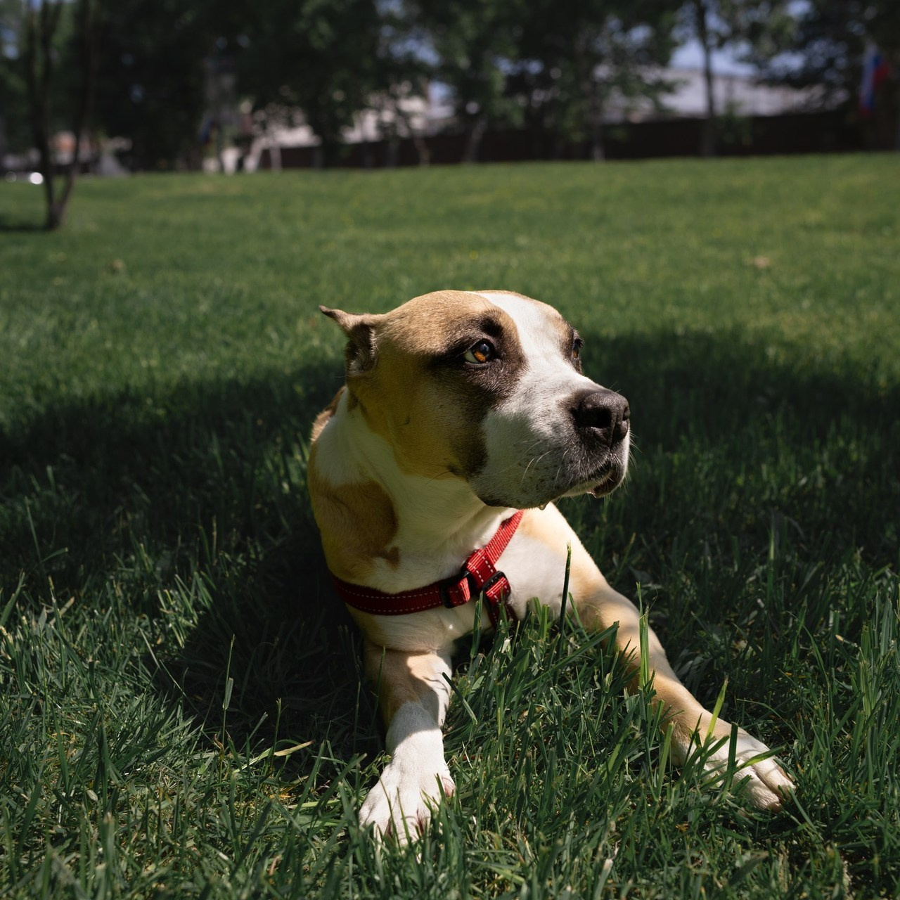 Виолетта Агафонова — (отзывы на работы фотографа в Хабаровске). Фотограф в Хабаровске — Виолетта Агафонова