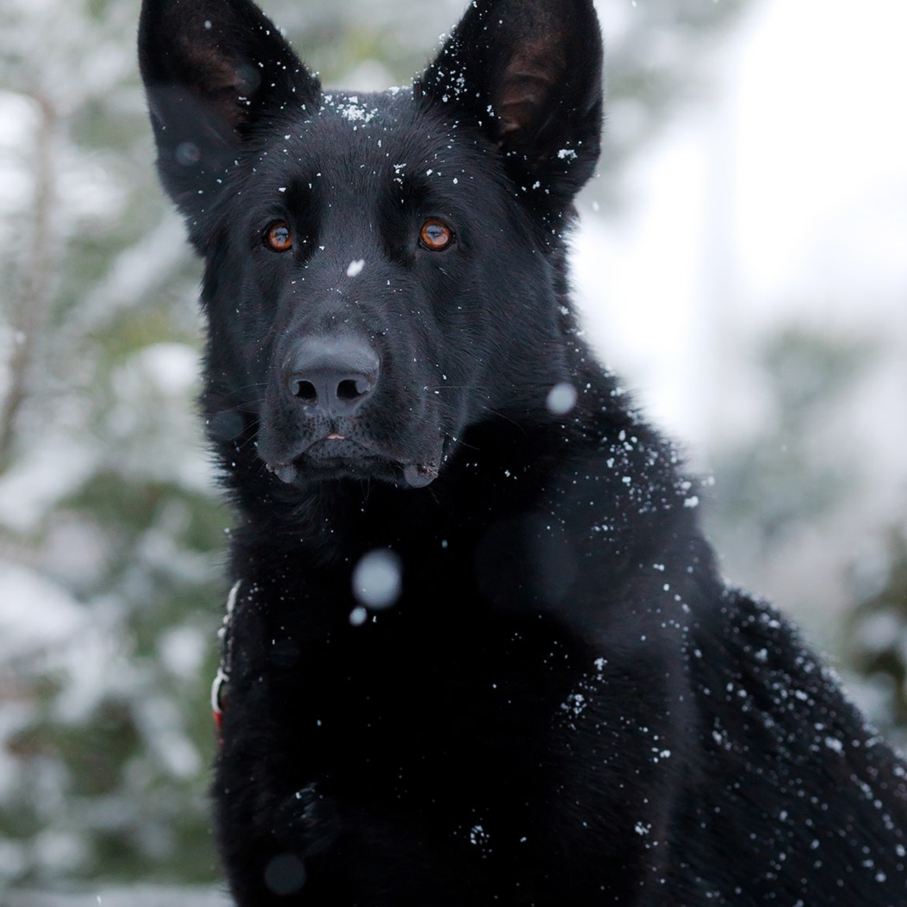 Зимние портреты