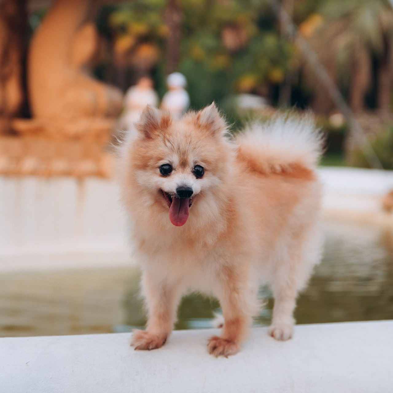 Отзывы. Фотограф Сочи-Краснодар