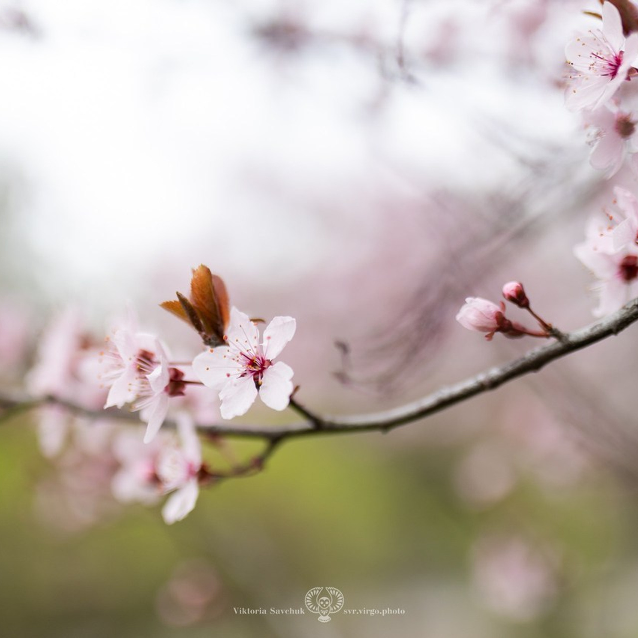 Отзывы. Фотограф в Ростов-на-Дону Виктория Савчук