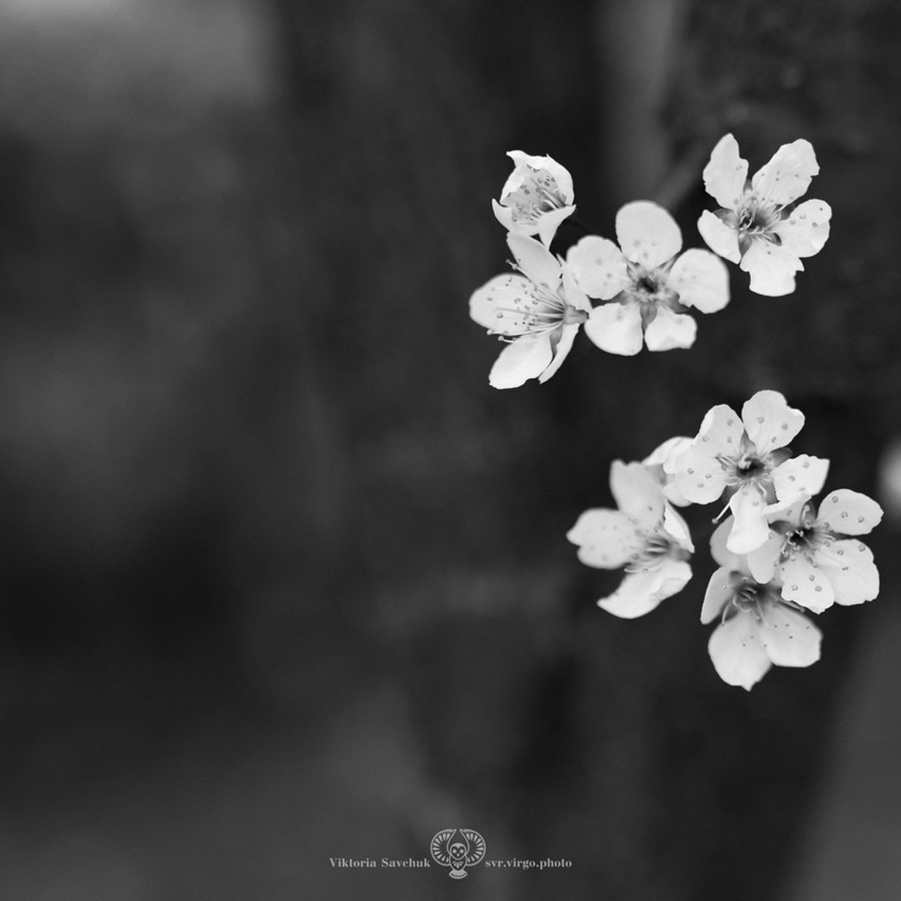 Отзывы. Фотограф в Ростов-на-Дону Виктория Савчук