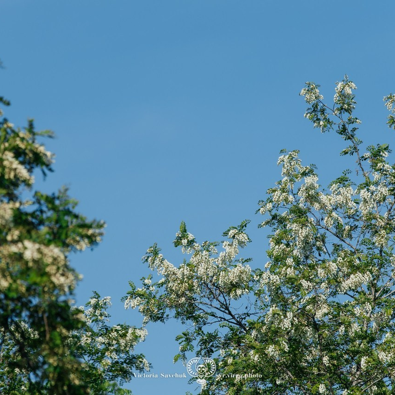 Отзывы. Фотограф в Ростов-на-Дону Виктория Савчук