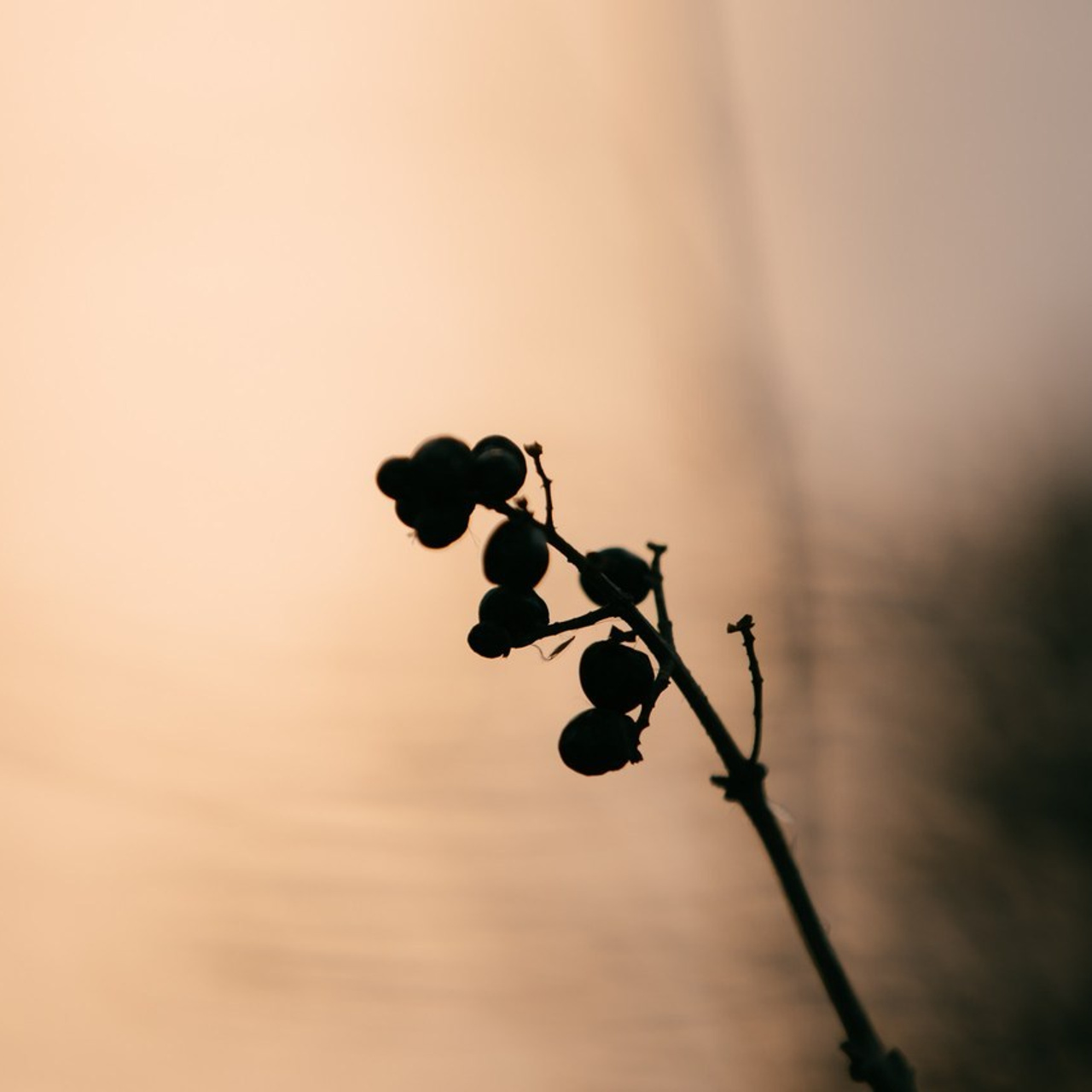 Отзывы. Фотограф в Ростов-на-Дону Виктория Савчук