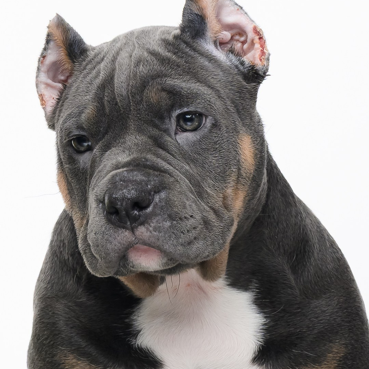 Отзывы. Mouseadikatz