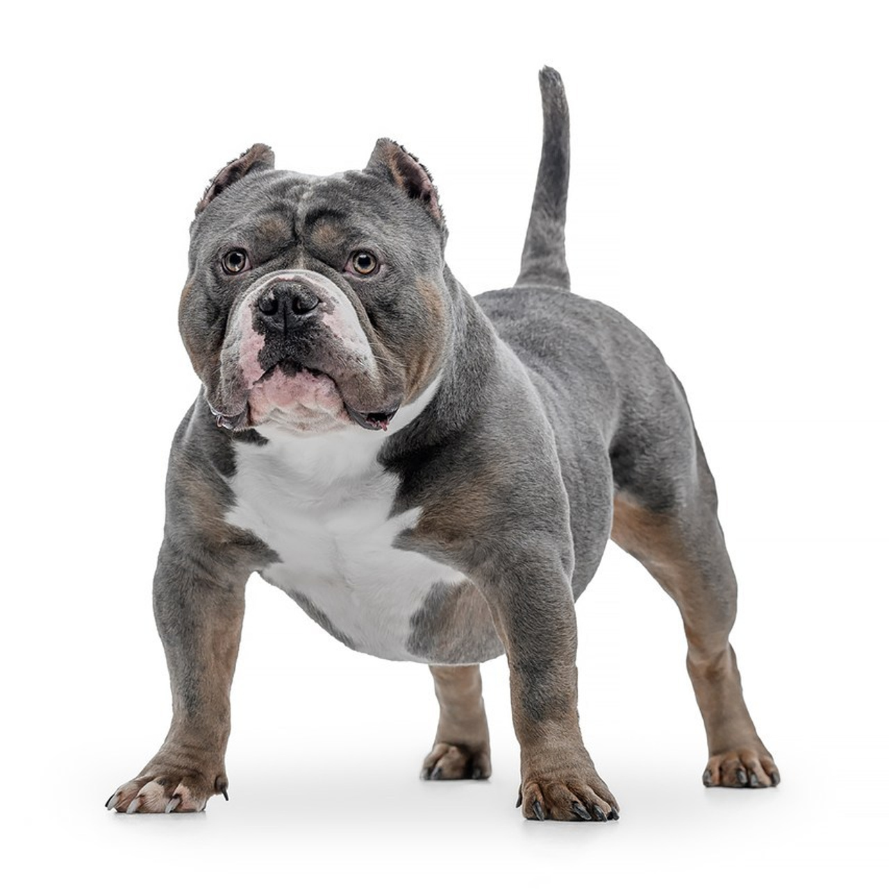 Отзывы. Mouseadikatz