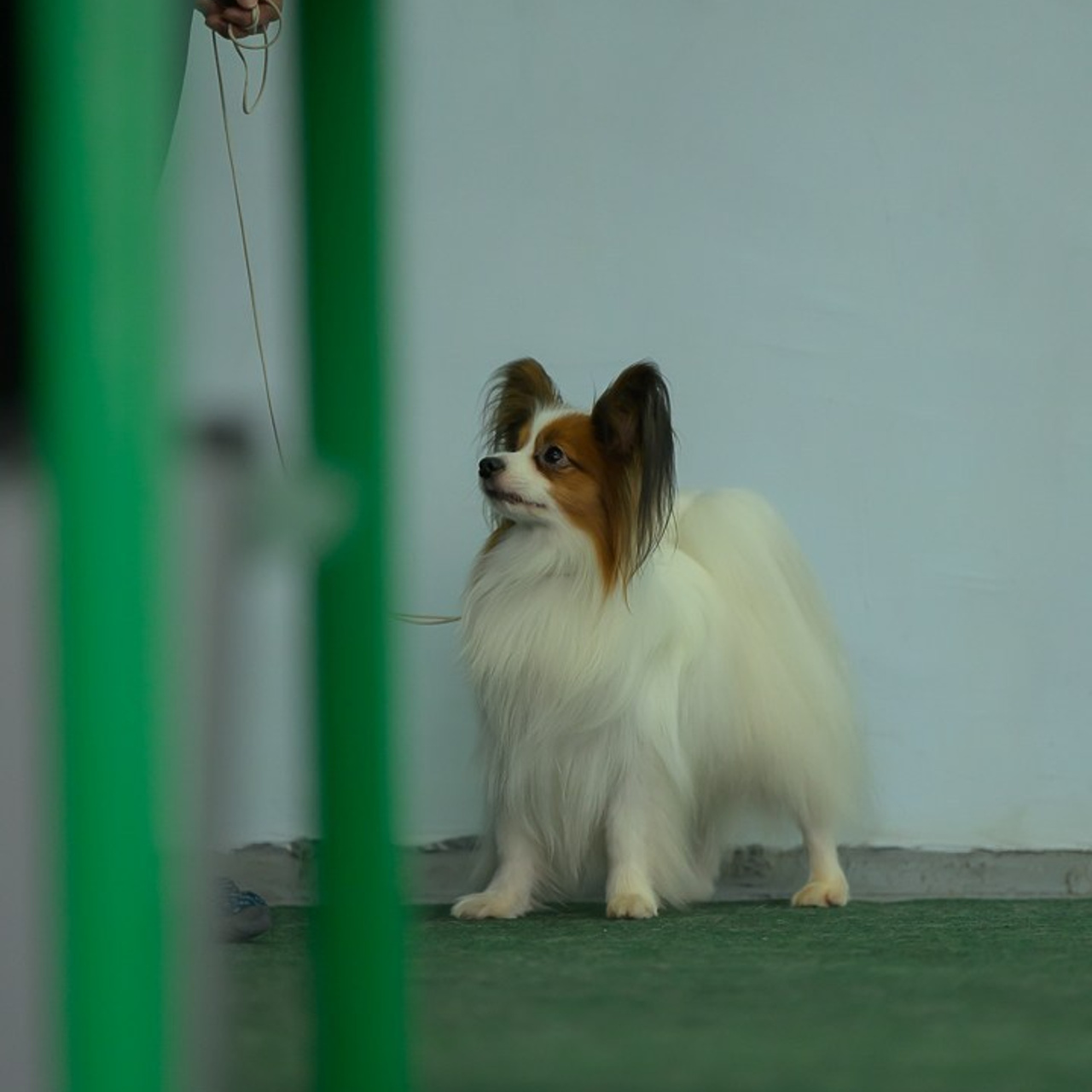 Отзывы. Mouseadikatz