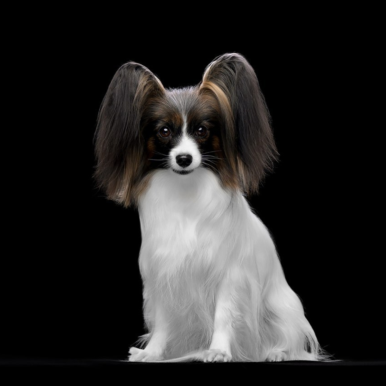 Отзывы. Mouseadikatz