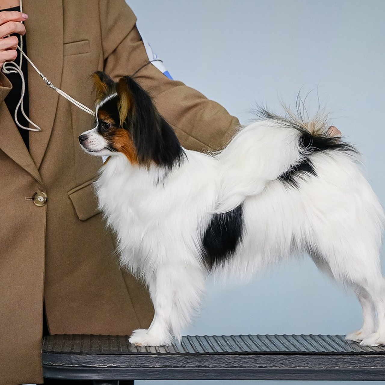 Отзывы. Mouseadikatz