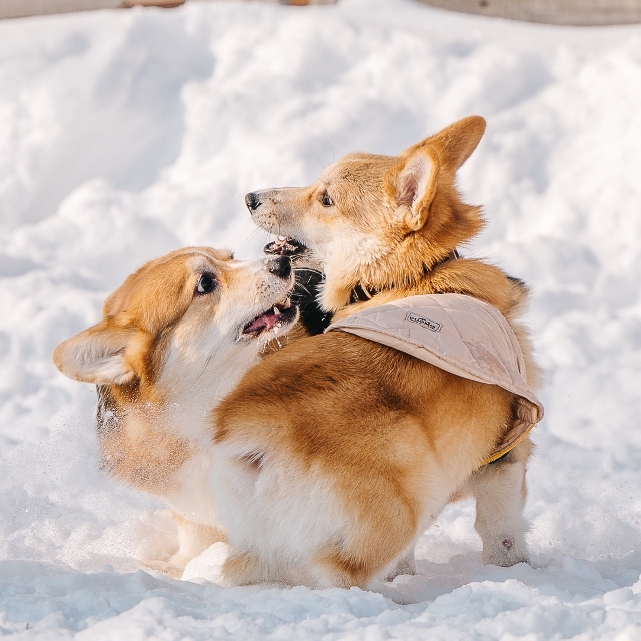 Отзывы. Mouseadikatz