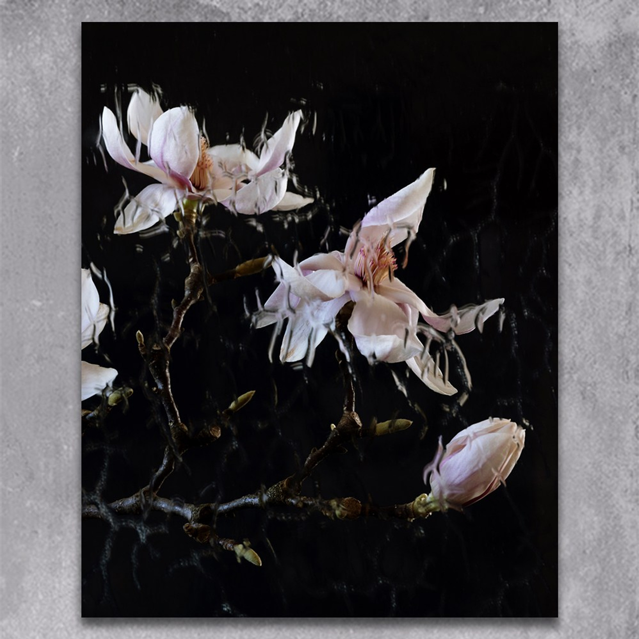 Elusive. Author’s fine art prints with international delivery