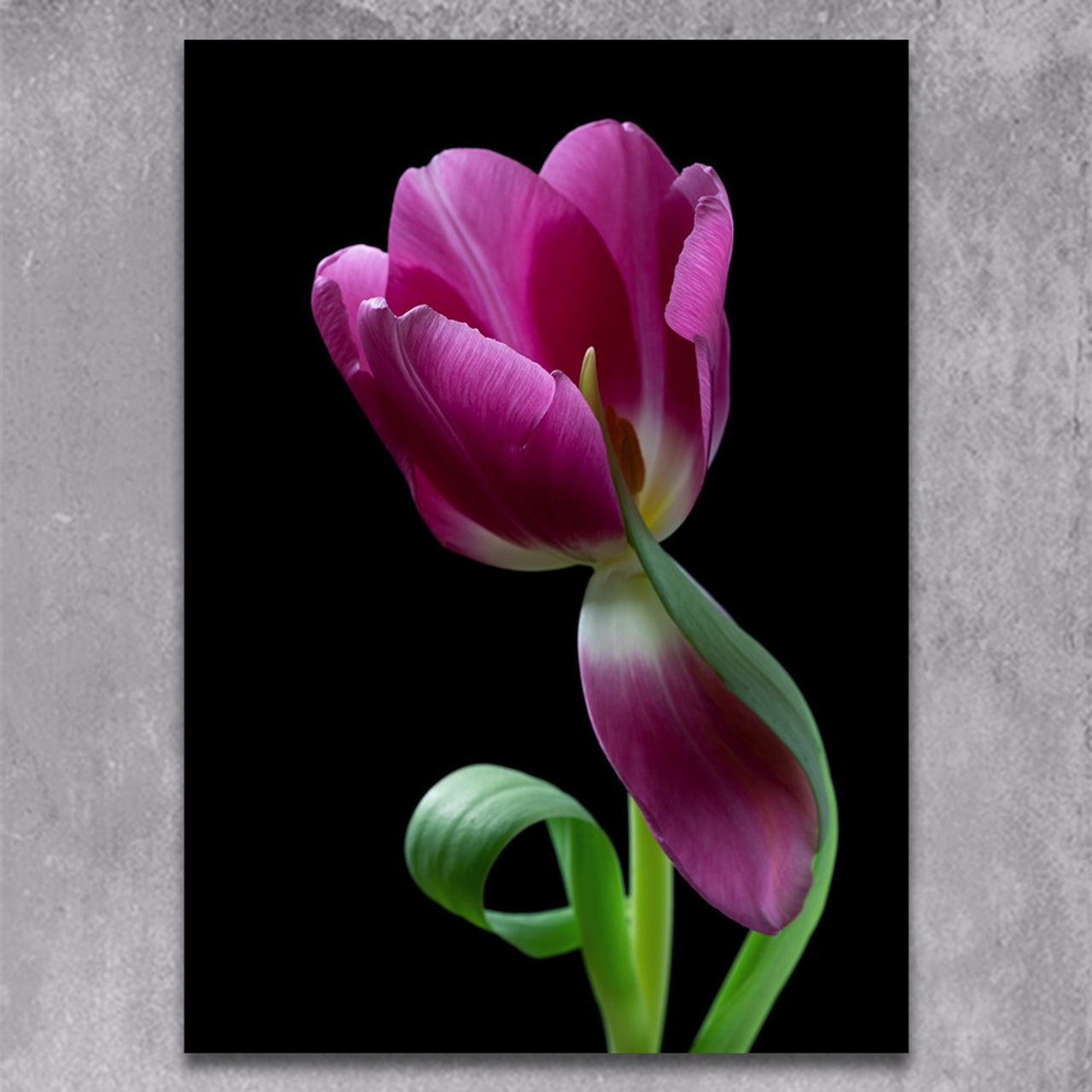 Whispering Bloom. Author’s fine art prints with international delivery