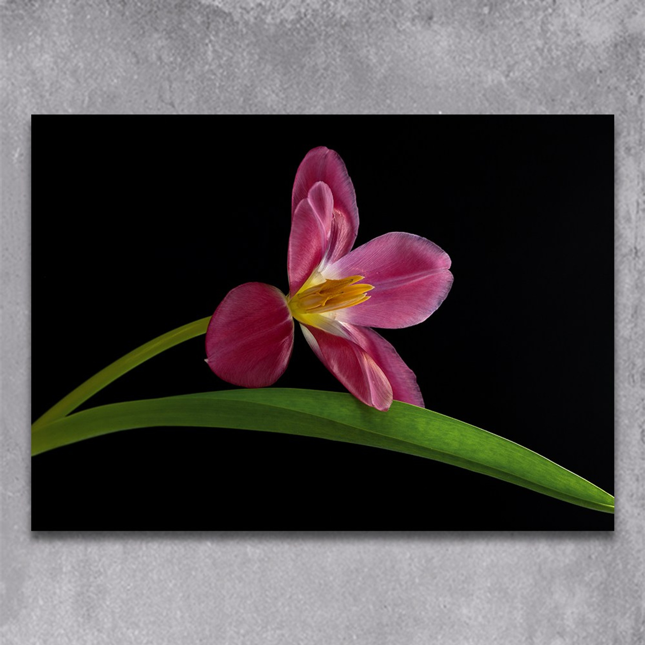 Last Petal. Author’s fine art prints with international delivery
