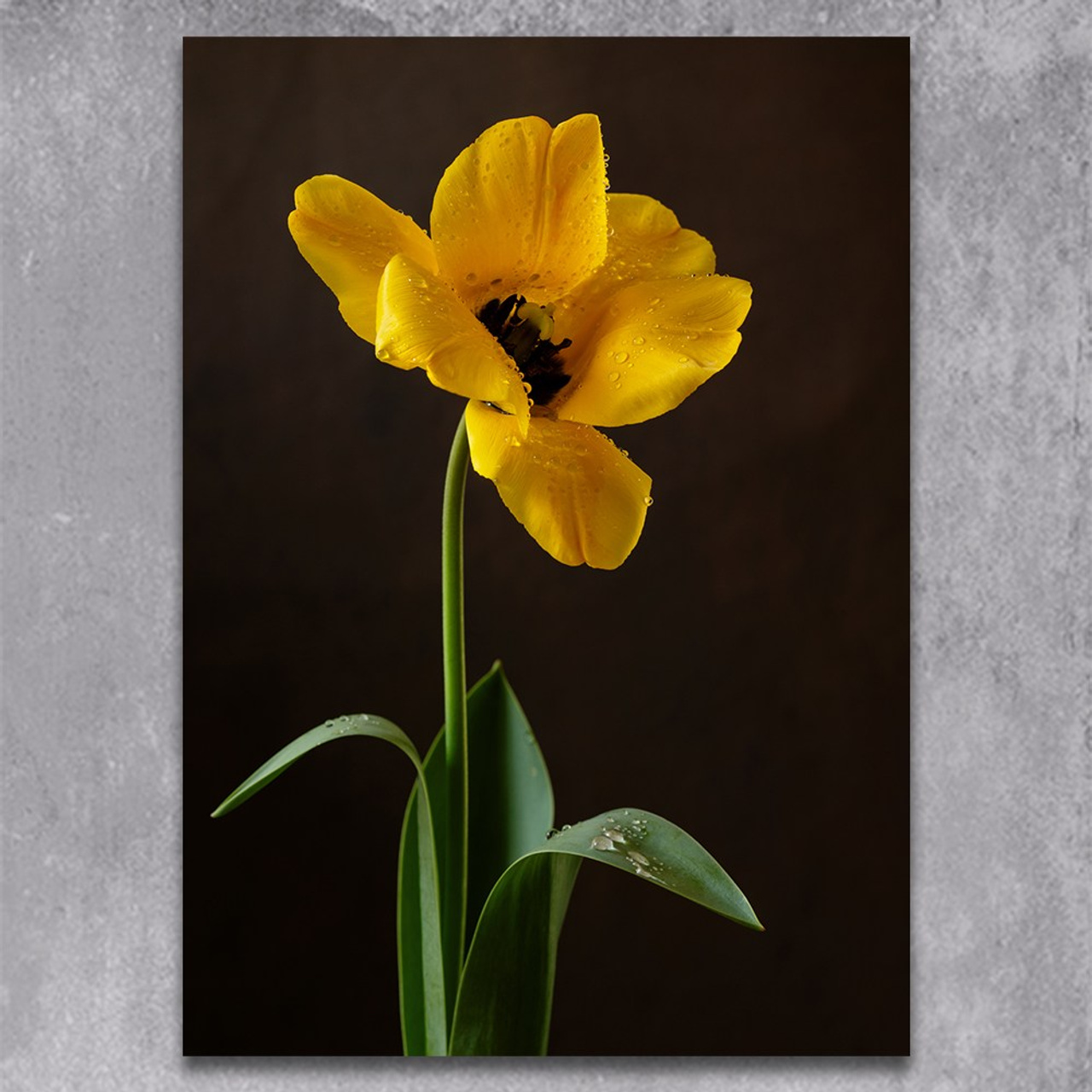 Golden Tulip. Author’s fine art prints with international delivery