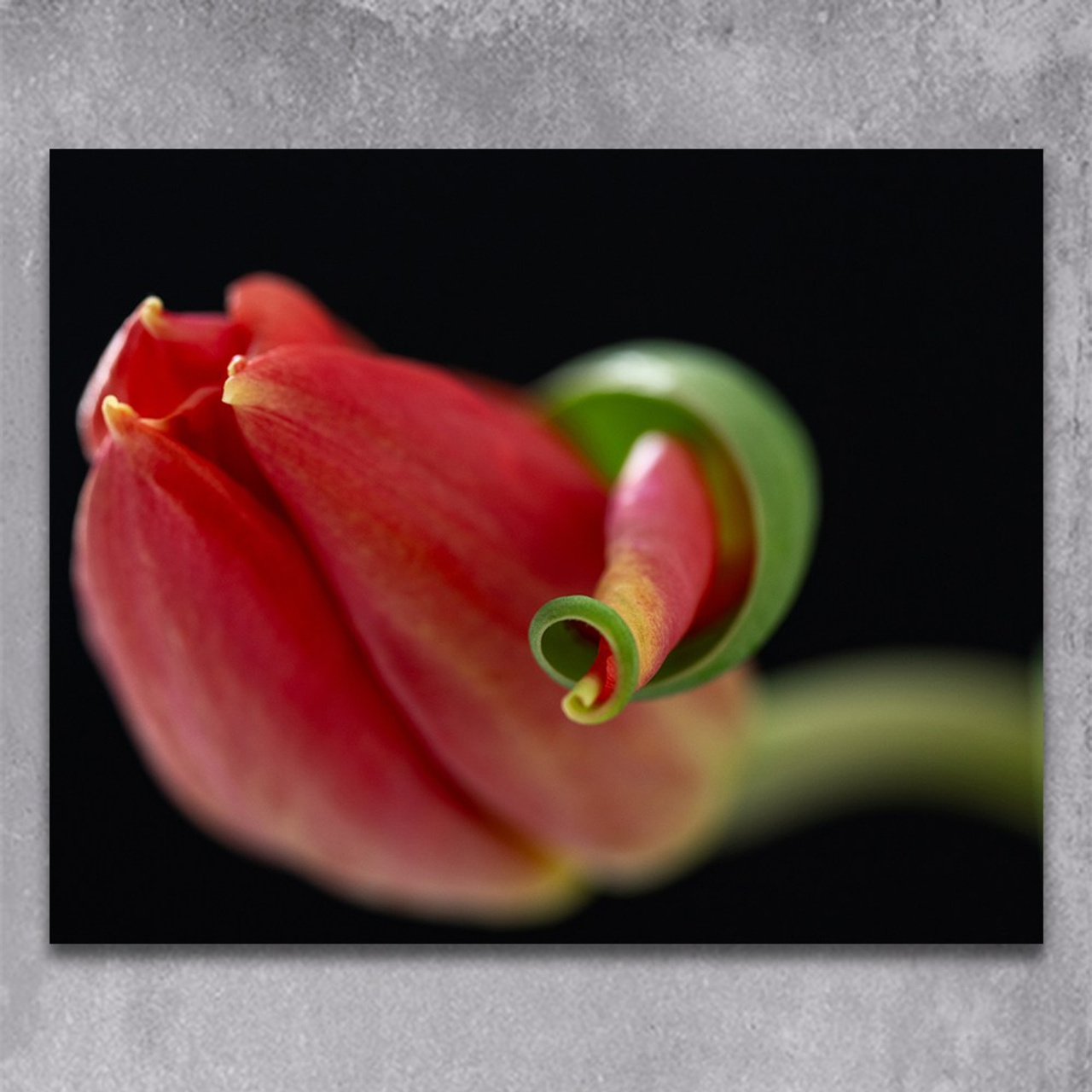 Poise. Author’s fine art prints with international delivery